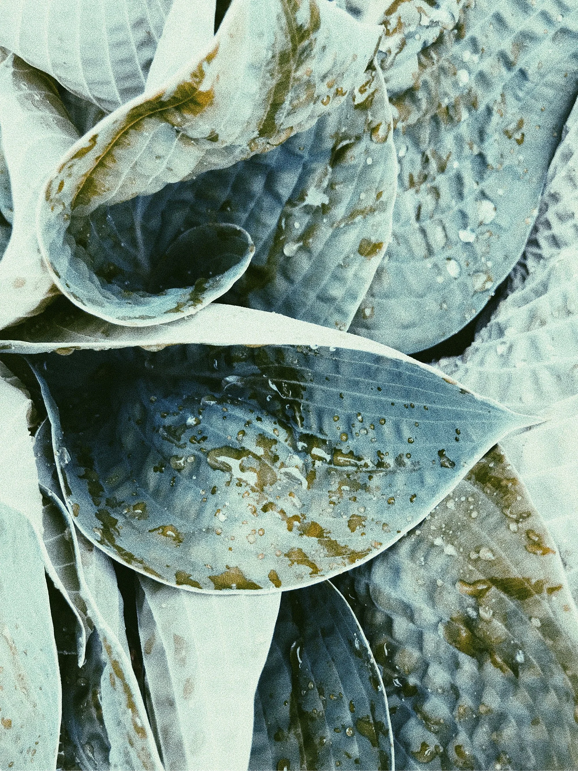 Close-up of several oyster shells, some opened, on a surface with minimal water and grainy details.