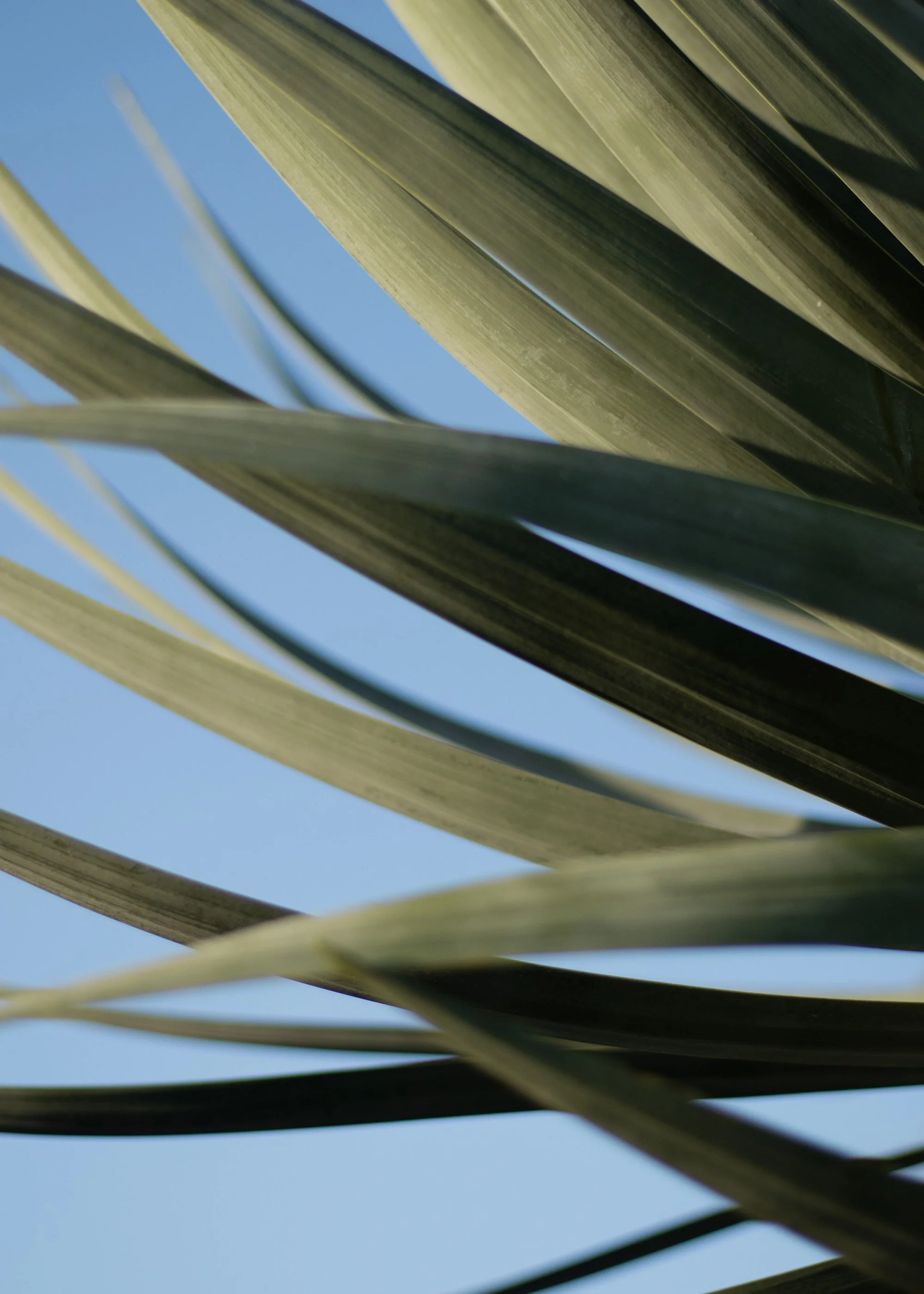 Close-up view of long green leaves against a blue sky.