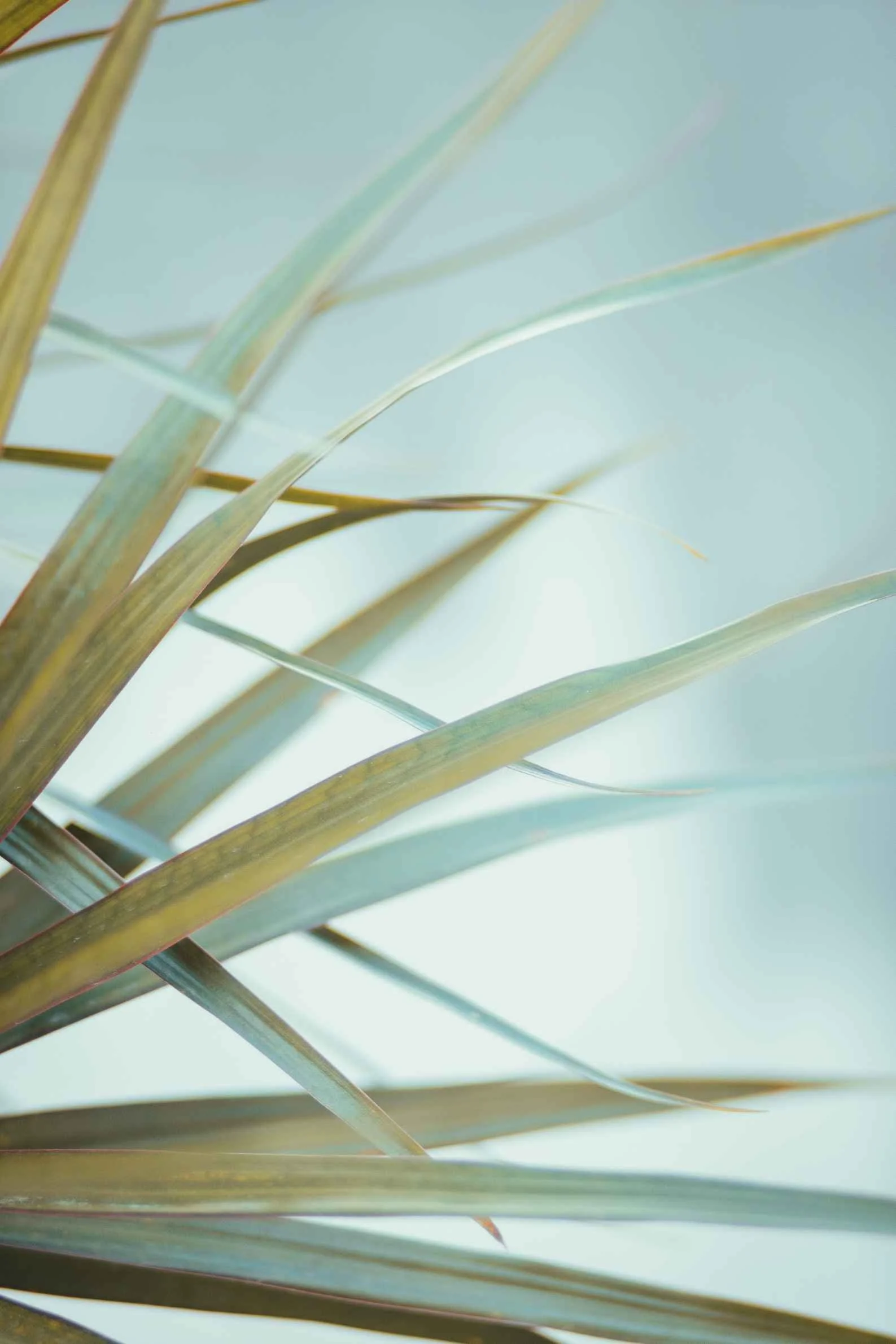 Close-up of pale green and yellow spiky plant leaves against a light blue sky.