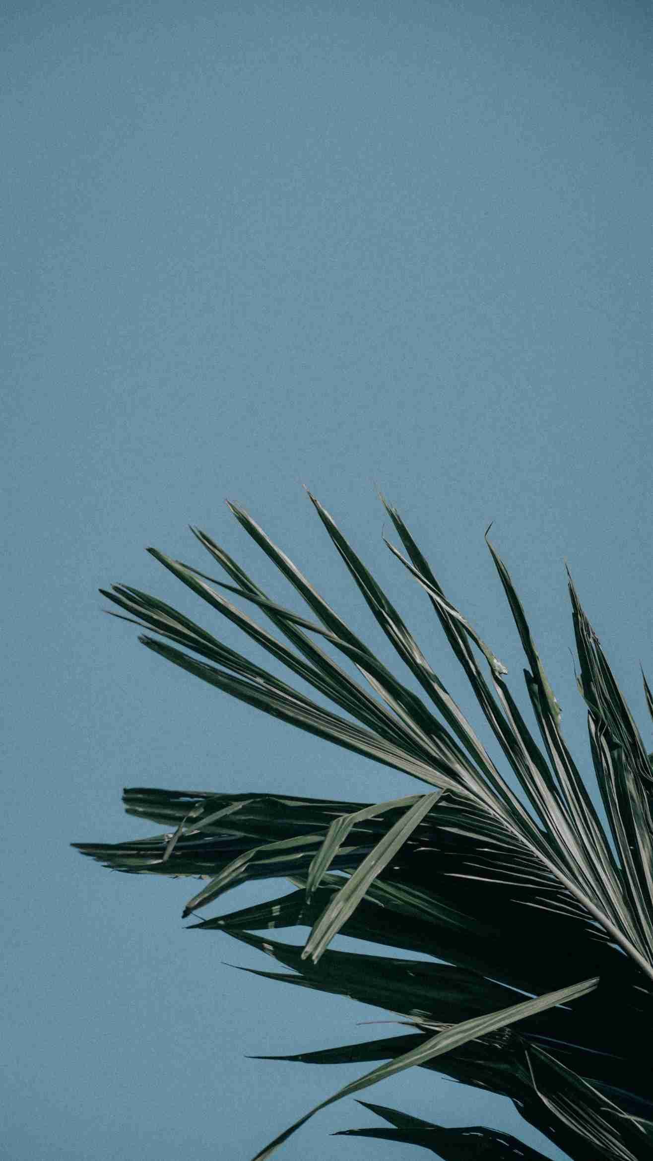 Close-up of palm fronds against a plain blue background.