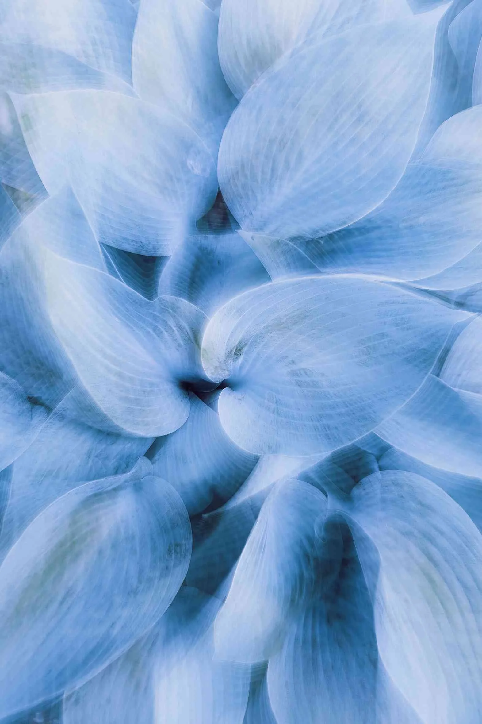 Close-up of blue, translucent, overlapping flower petals, creating a soft and abstract floral pattern.