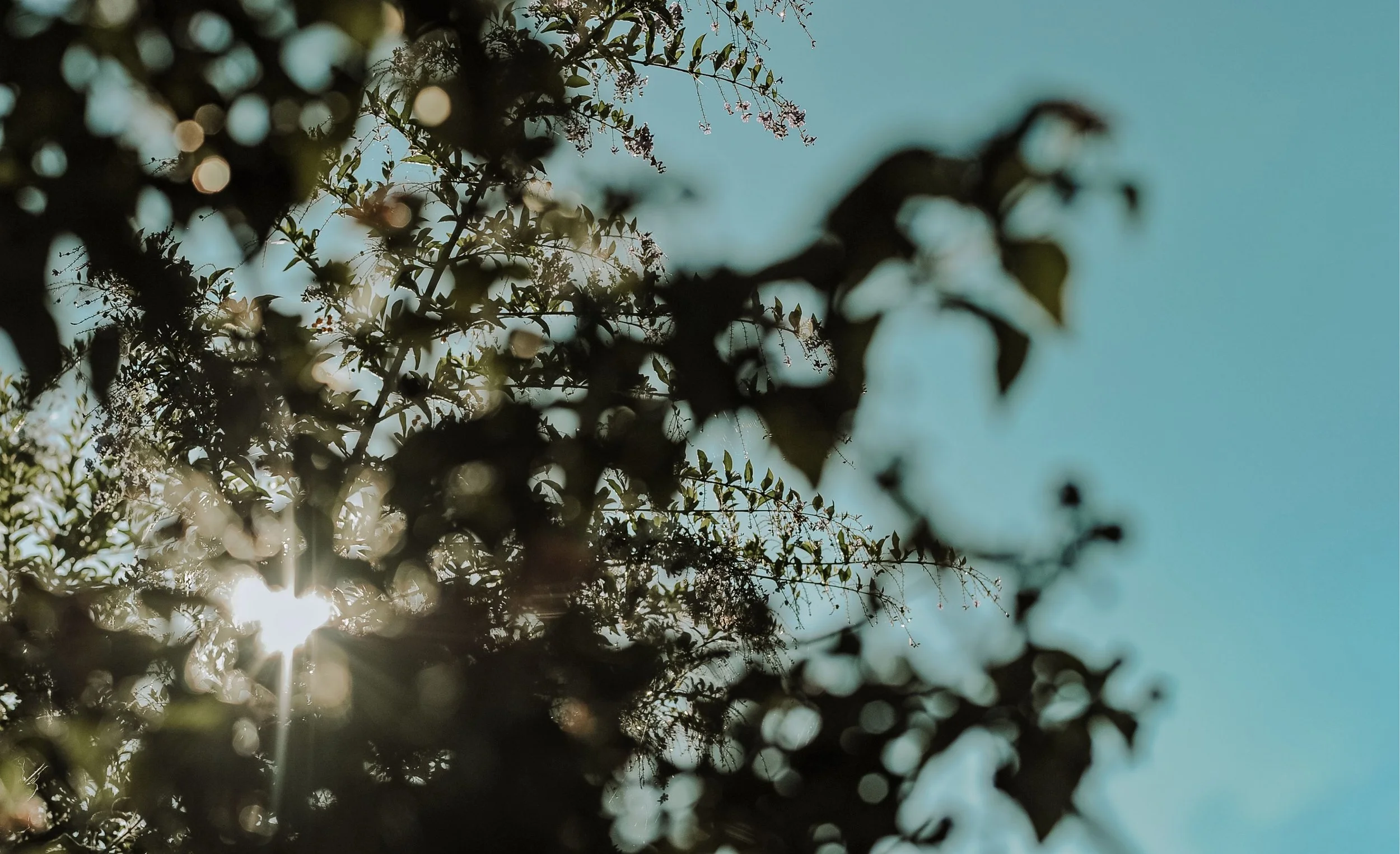 Sunlight shining through the branches and leaves of a tree against a clear blue sky.