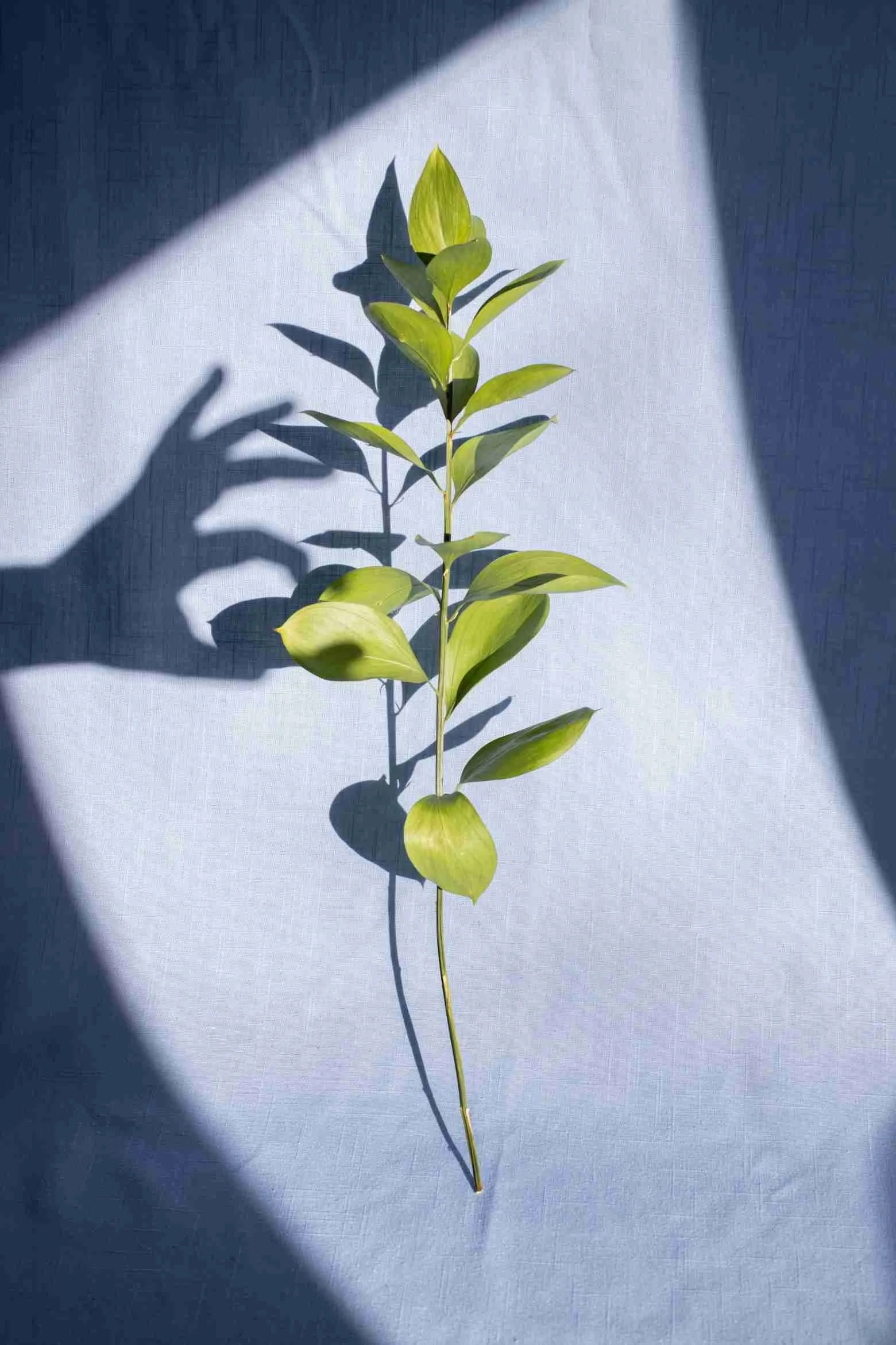 A green leafy branch with shadow cast on a light-colored background, illuminated by sunlight.