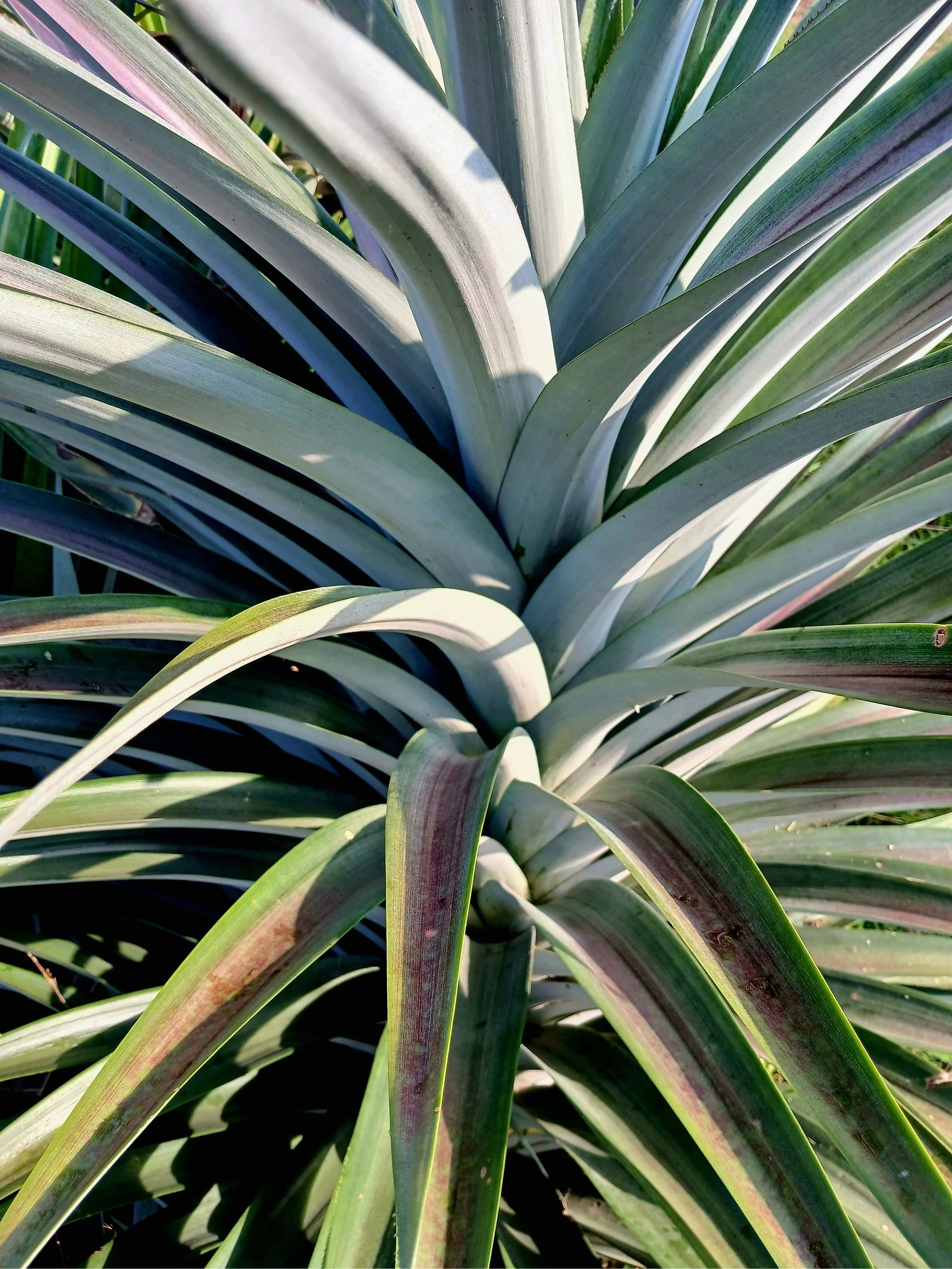 Close-up of a pineapple plant with long, green leaves with purple and white streaks.