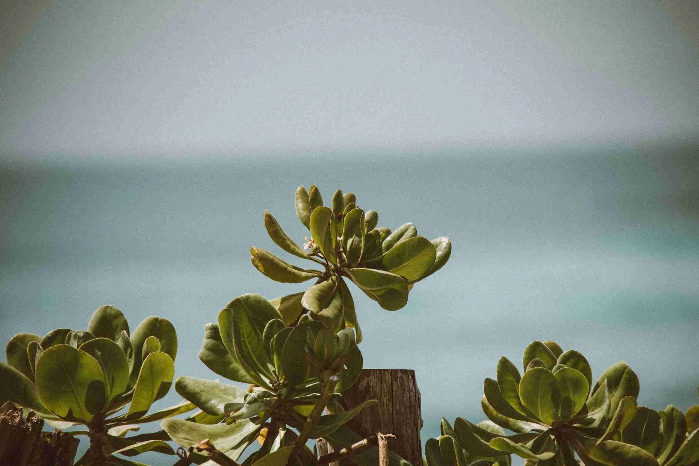 Close-up of green leafy plant with a wooden post in the background under a cloudy sky.