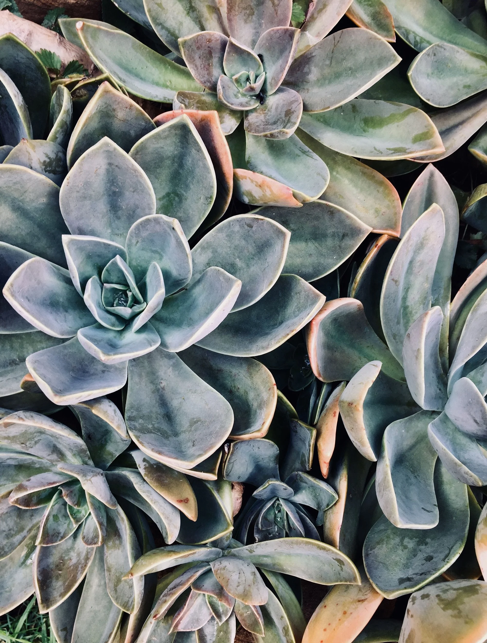 Close-up of various succulent plants with thick, fleshy, and pointed leaves in shades of green, gray, and hints of pink, arranged closely together.