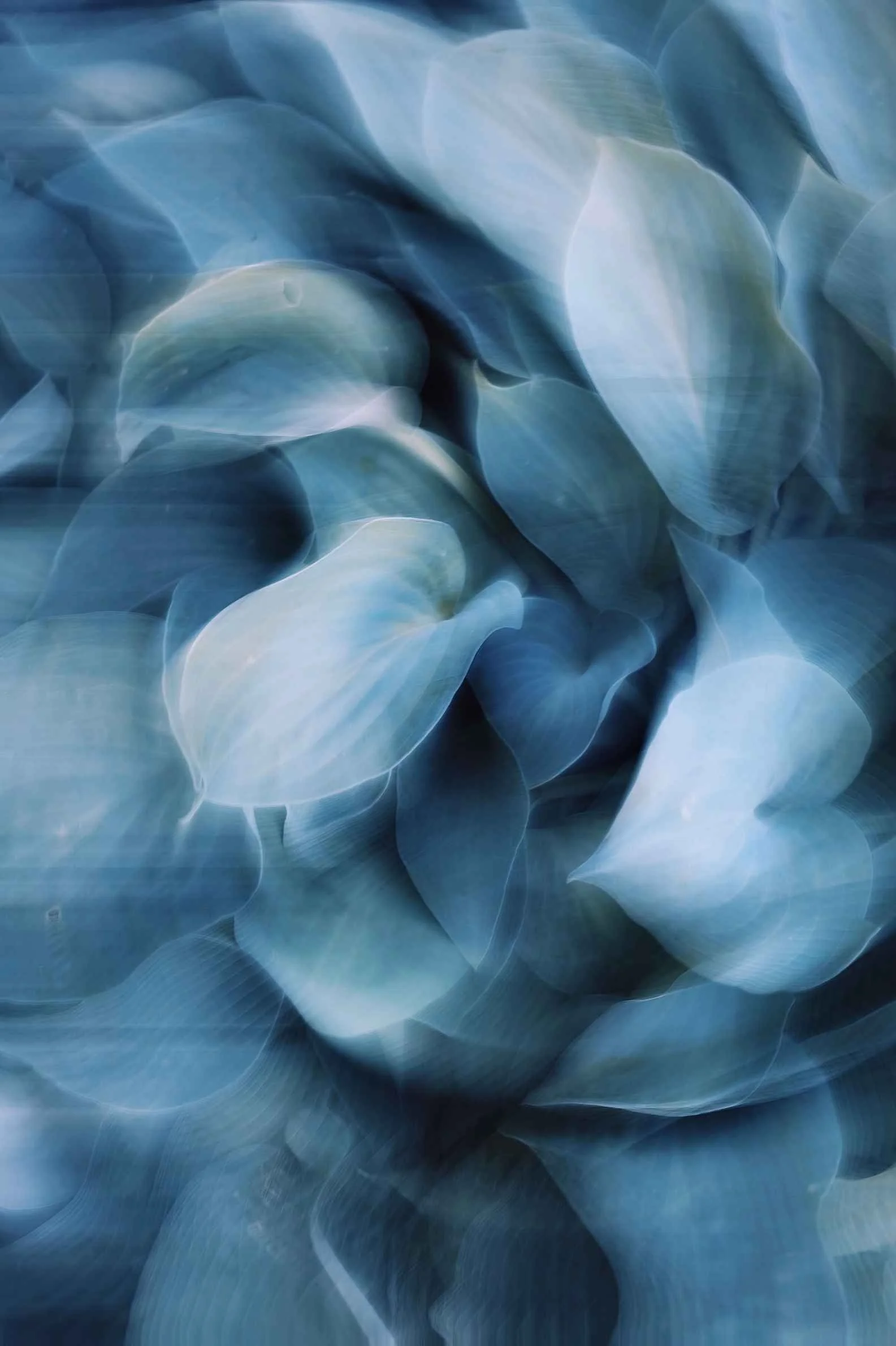 Abstract close-up of blue and white leaves with flowing lines and a soft, ethereal appearance.