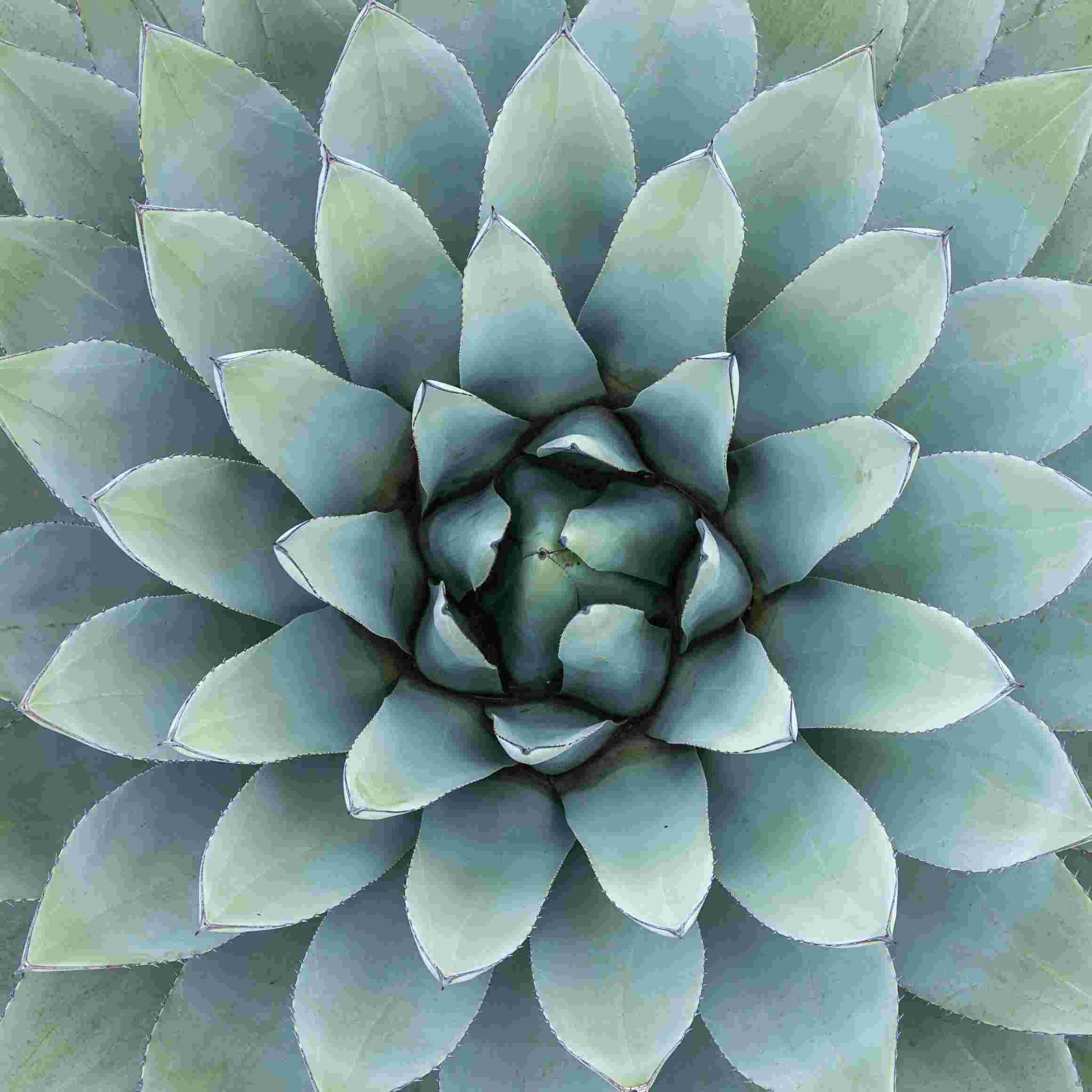 Close-up of a rosette of green succulent leaves with pale edges.