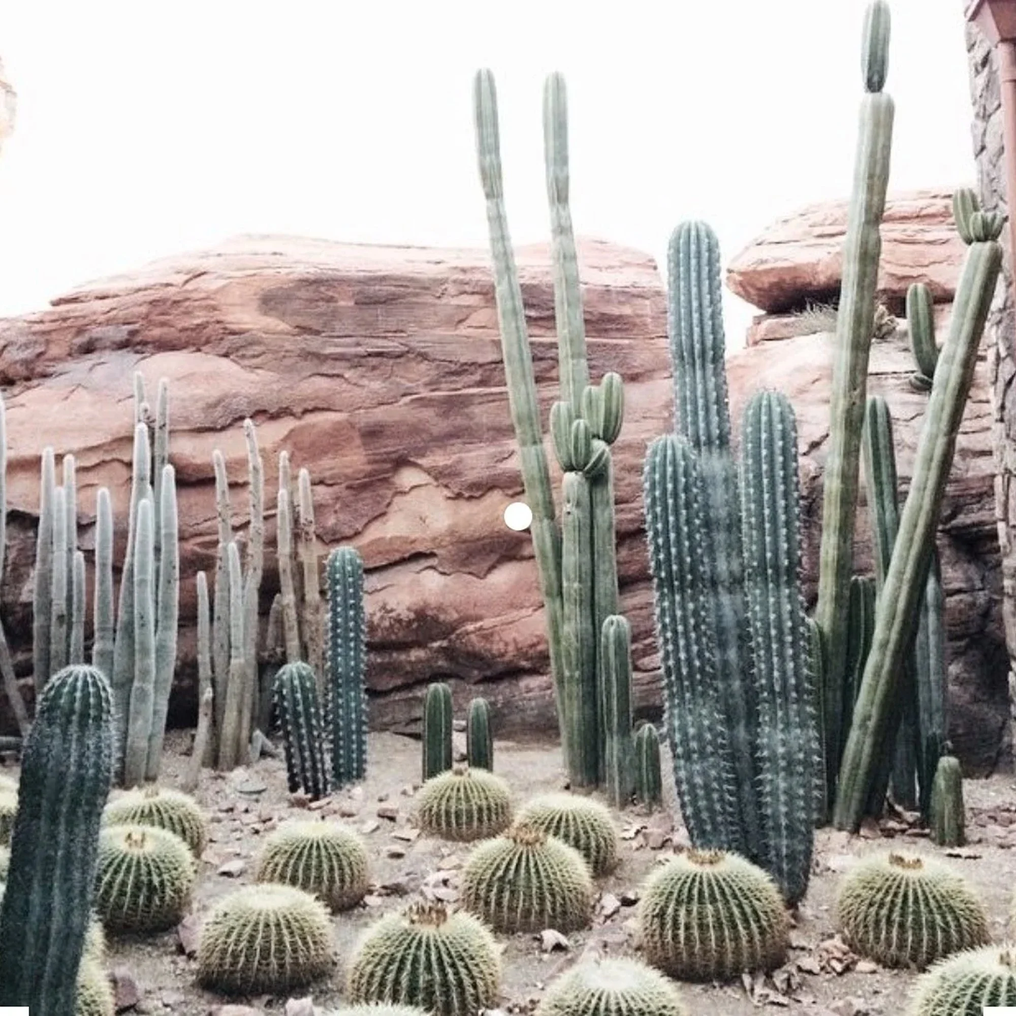 Desert scene with multiple green cacti of various sizes and shapes, including tall thin cacti and round barrel cacti, against rocky terrain with sandy ground and a stone wall on the right side.