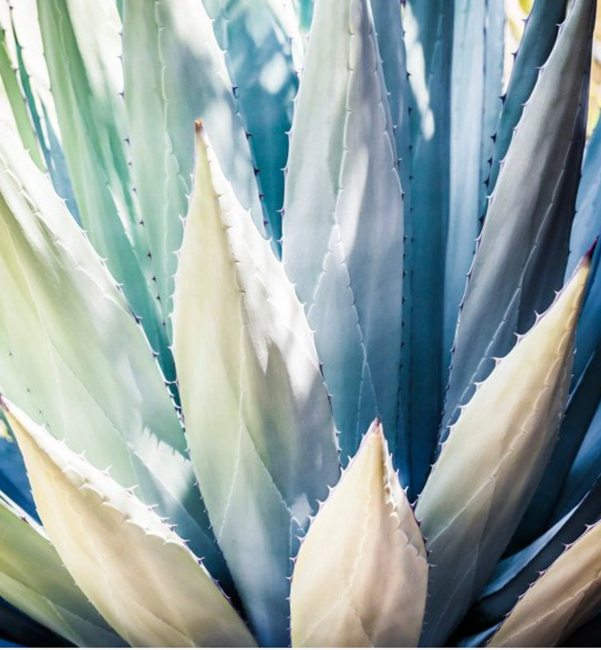 Close-up of agave plant leaves showing sharp spines along the edges in shades of blue-green, yellow, and cream.