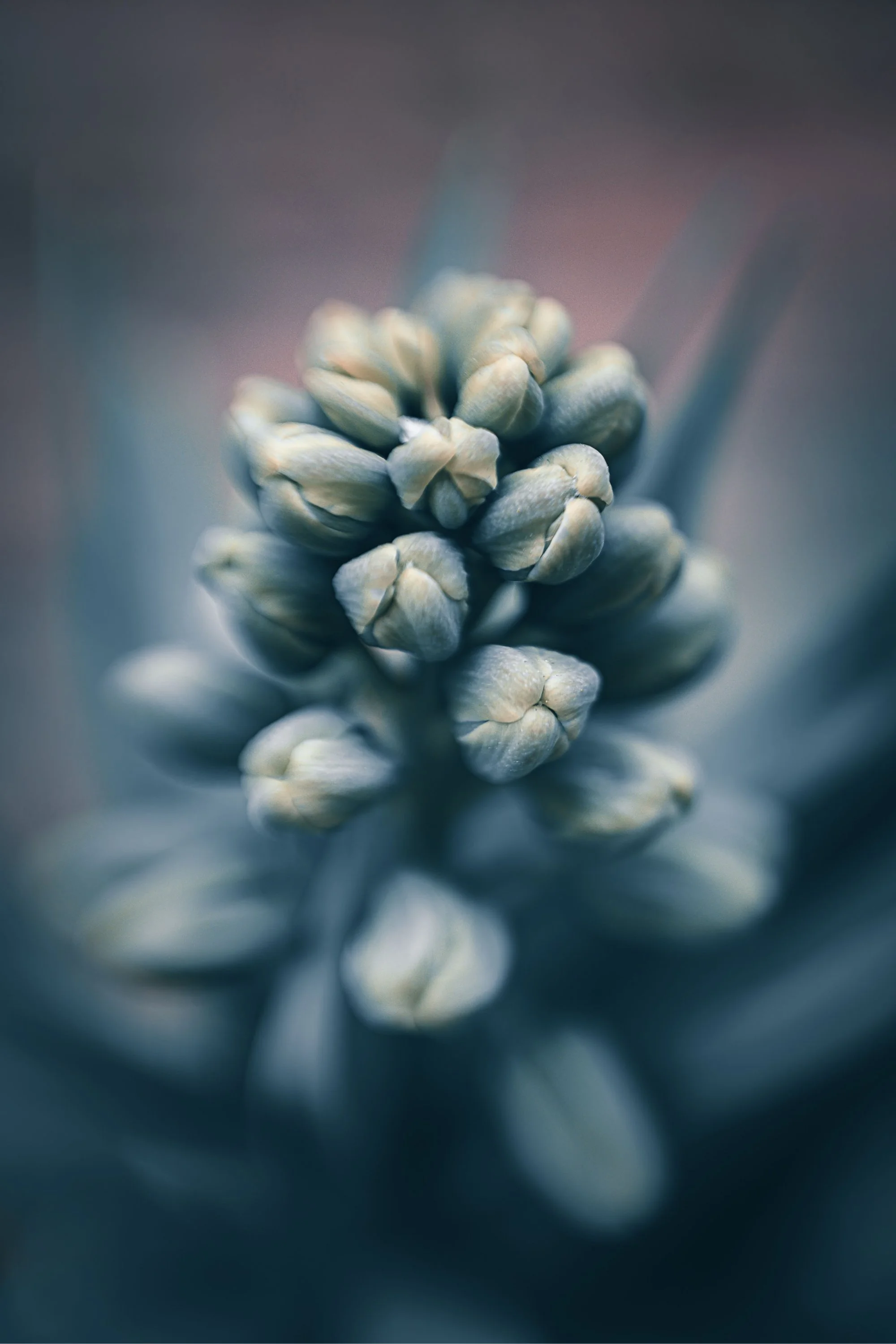 Close-up of a pine cone with a blurred background.