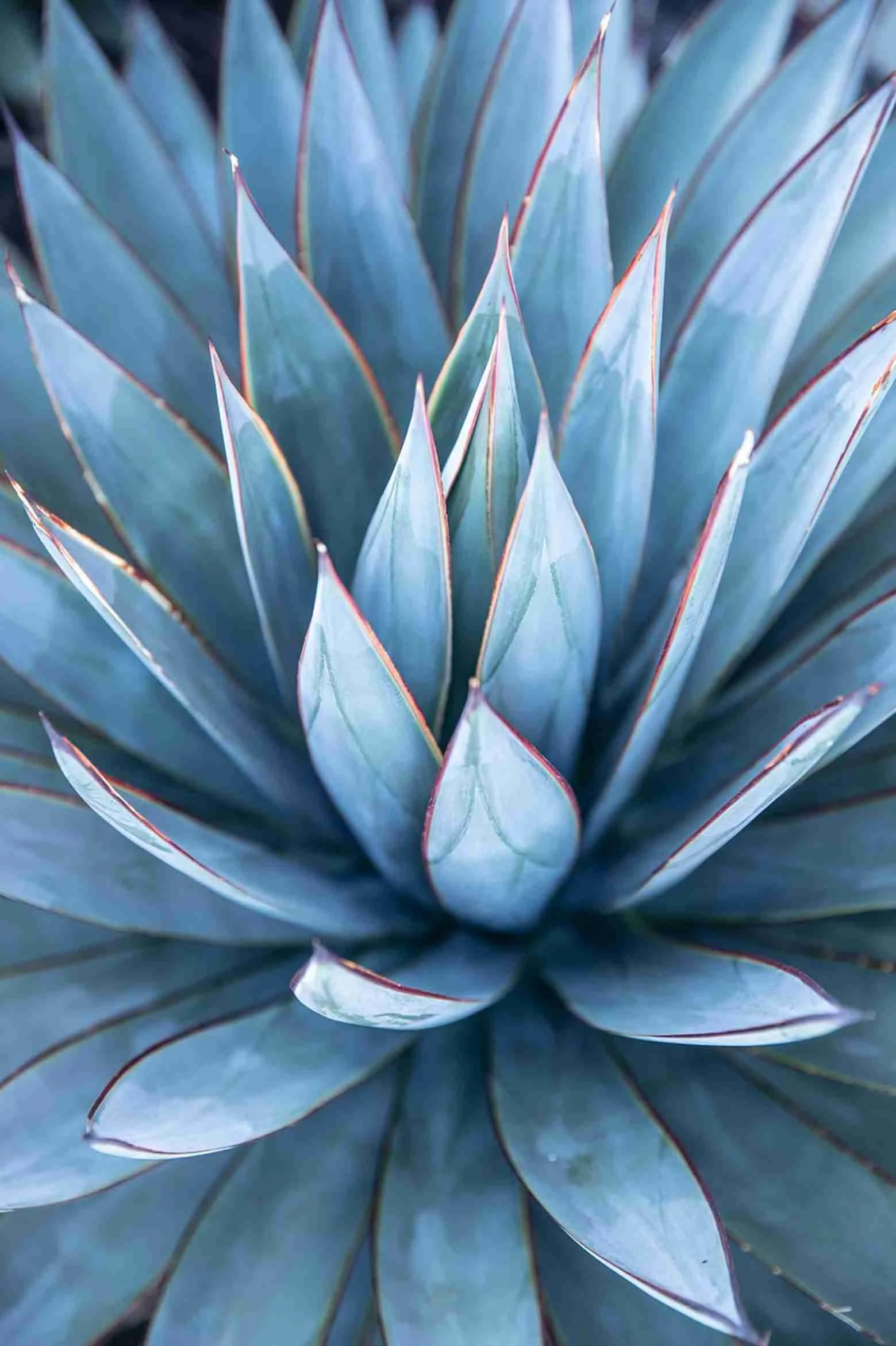 Close-up of a rosette of blue-green succulent leaves with reddish edges.