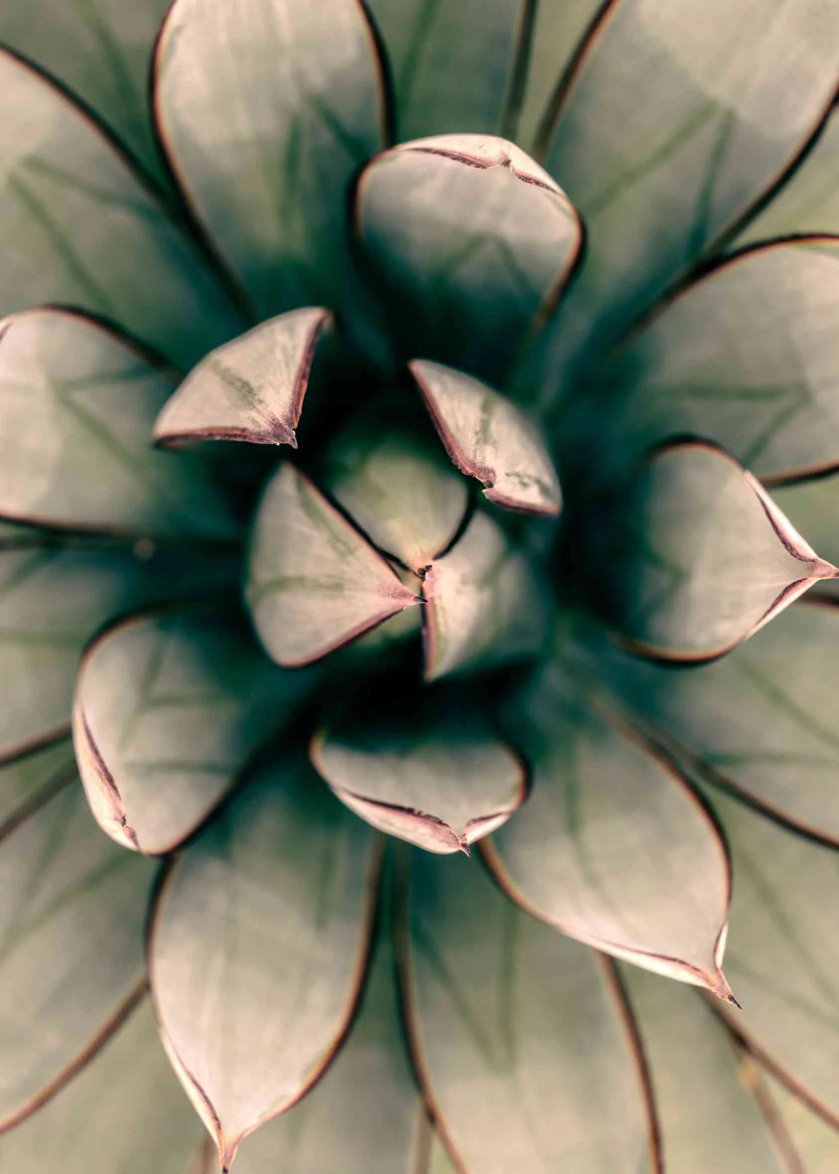 Close-up of a succulent plant with bluish-green leaves edged in reddish-brown.