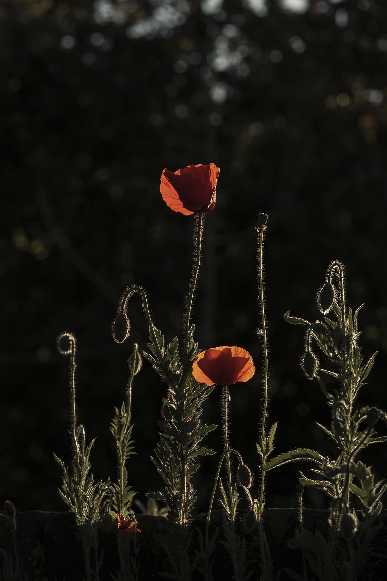 Natalia.2.poppies.jpg