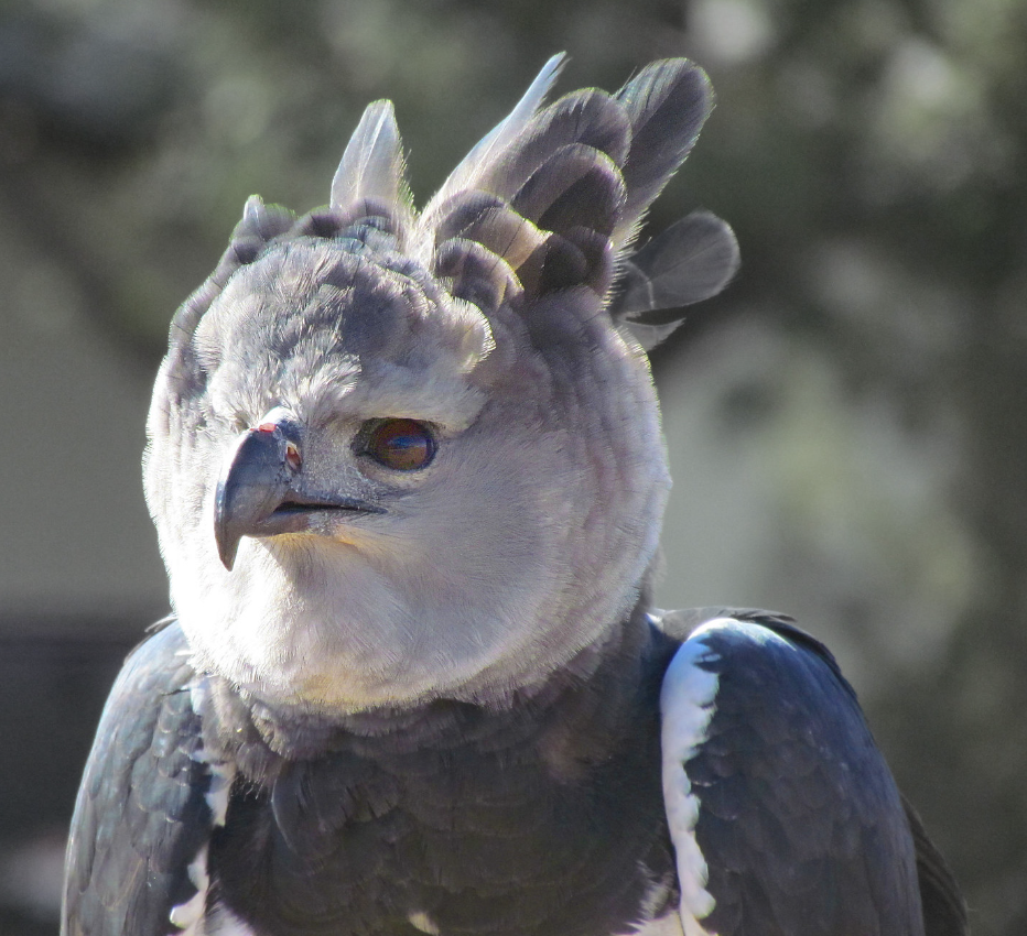 Close up of a harpy eagle Close up of a harpy eagle