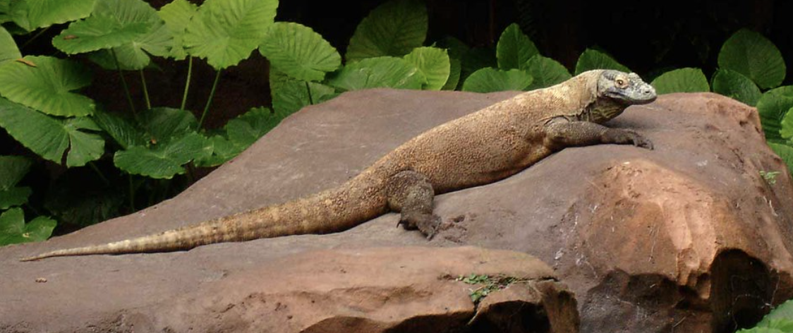 A komodo dragon resting on a giant rock A komodo dragon resting on a giant rock