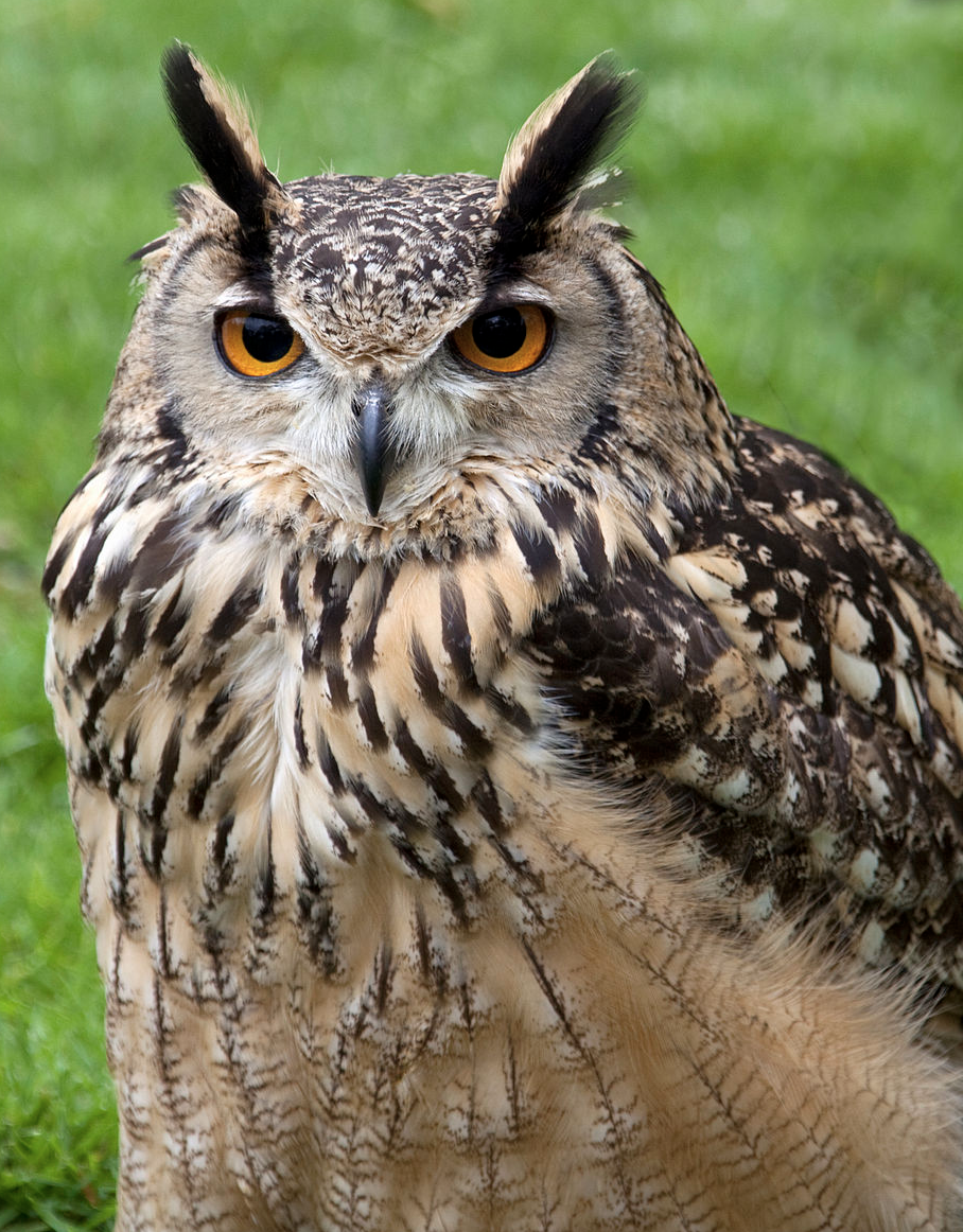 A bengal Eagle Owl also known as an indian eagle owl A bengal Eagle Owl also known as an indian eagle owl