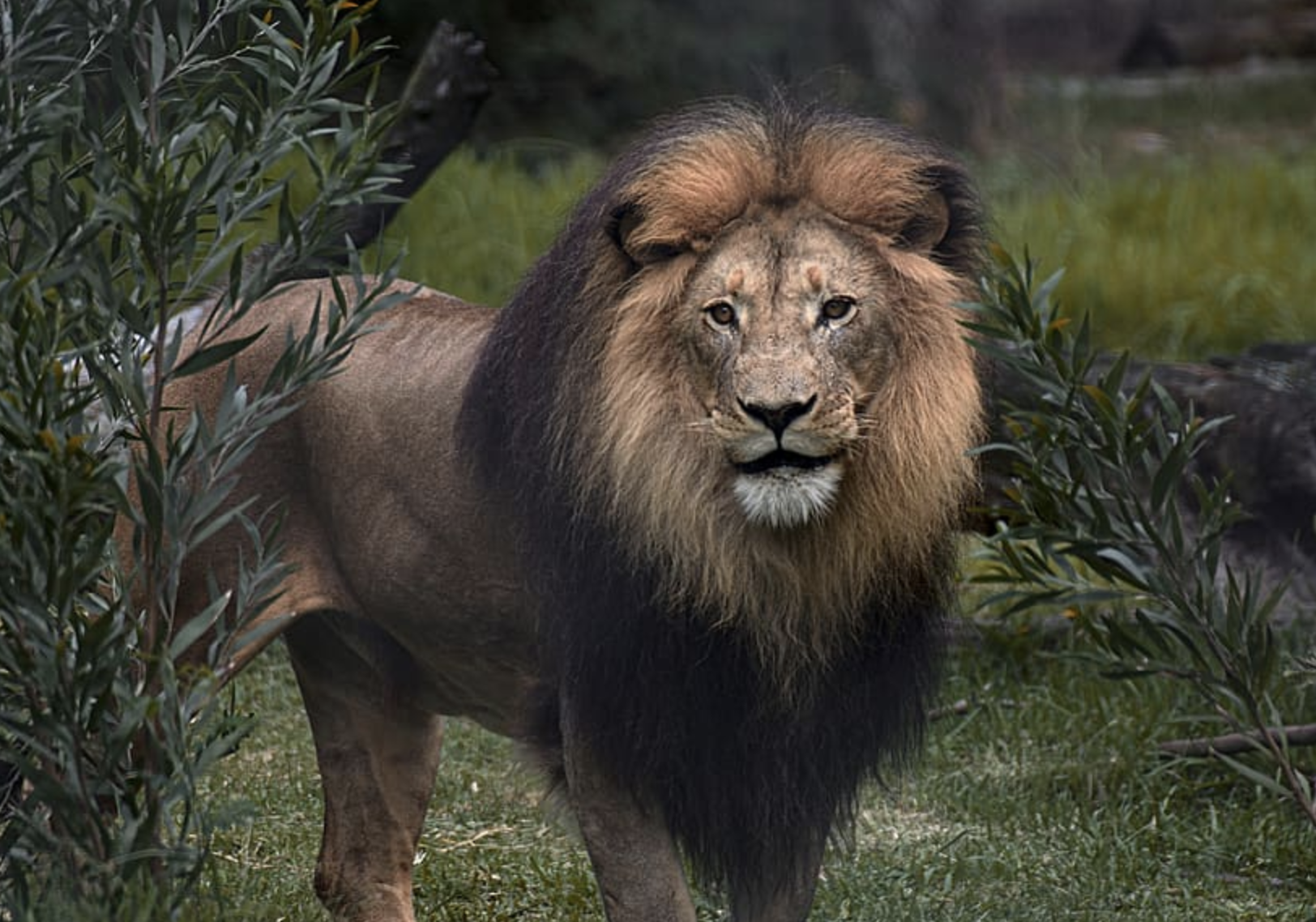 Male Lion in the greens Male Lion in the greens