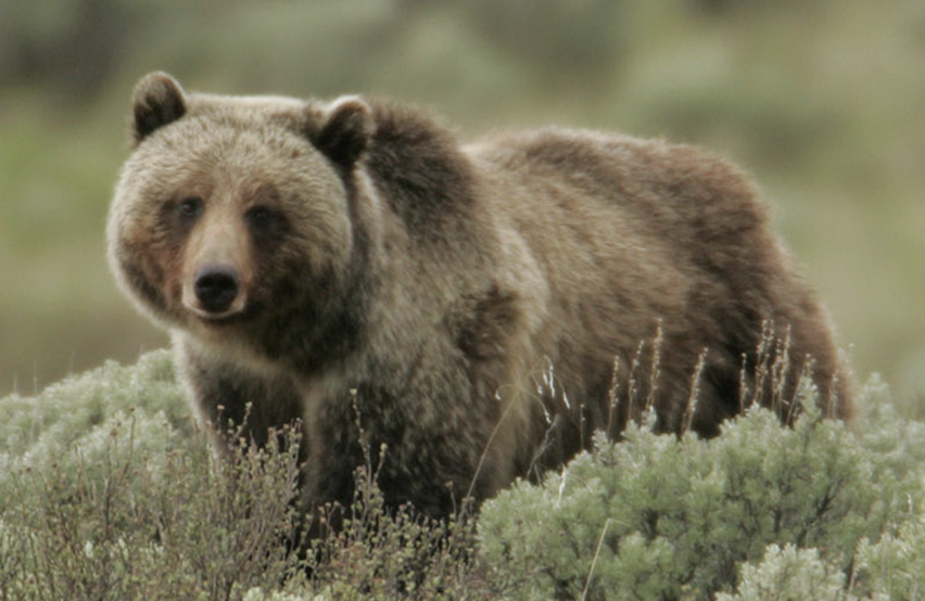 A grizzly bear by a bush A grizzly bear by a bush