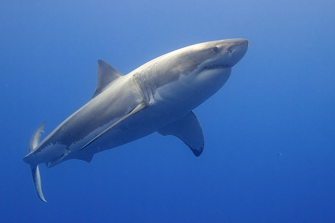 A great white shark swimming in the ocean A great white shark swimming in the ocean
