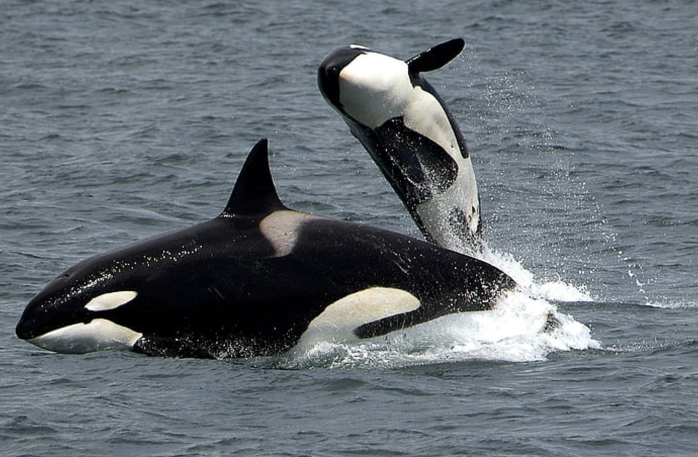 Orca coming out of water for air with a baby leaping out of the water Orca coming out of water for air with a baby leaping out of the water