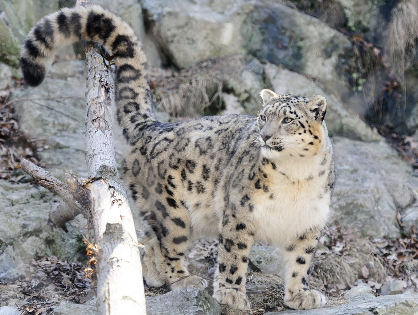 Image of a snow leopard in its natural habitat Image of a snow leopard in its natural habitat