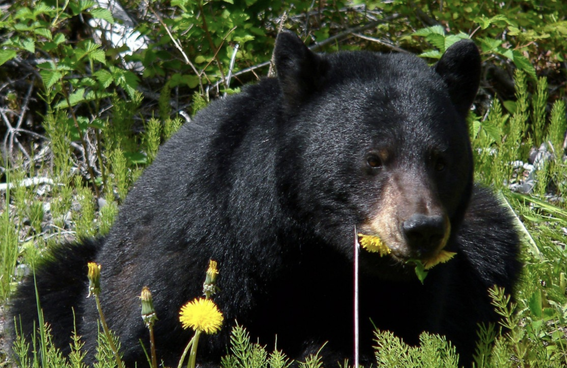 a black bear eating a dandolion a black bear eating a dandolion