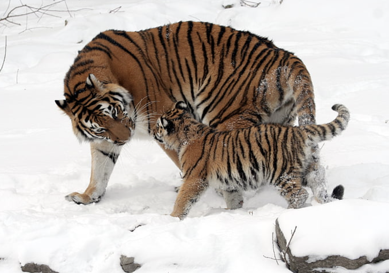 A siberian tiger mom with her cub A siberian tiger mom with her cub