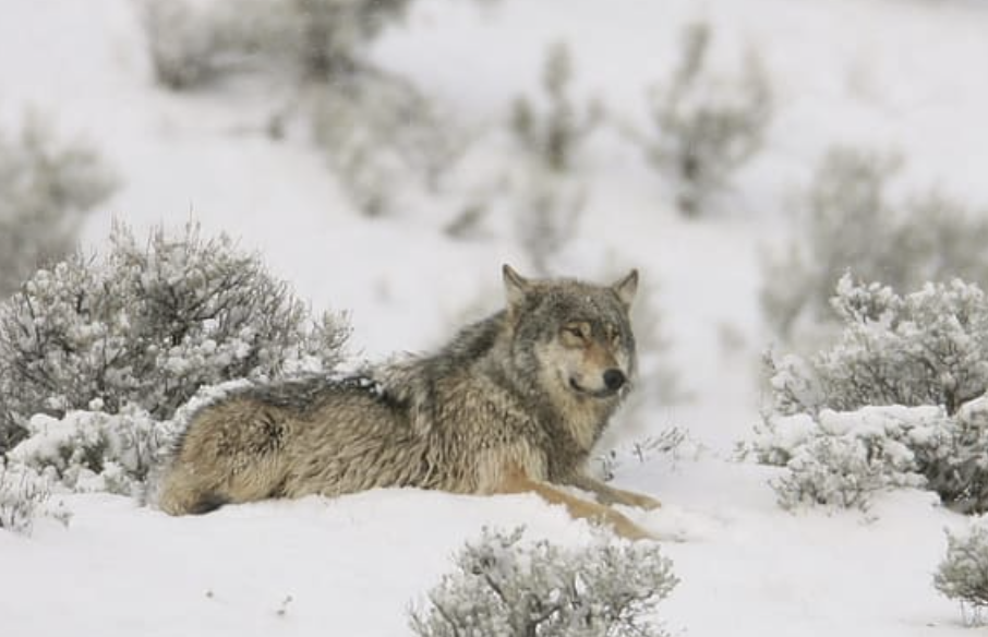 gray wolf in the winter surrounding gray wolf in the winter surrounding