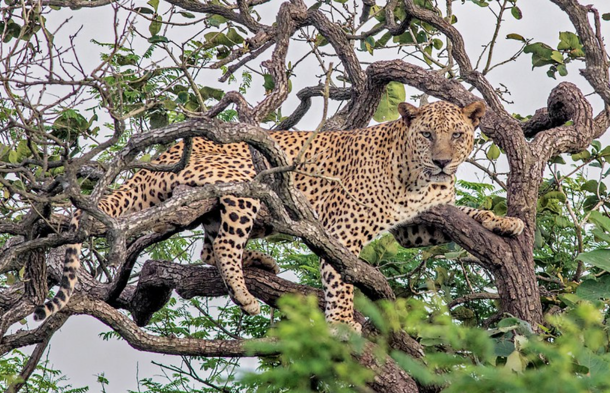 Indian Bengal Leopard Indian Bengal Leopard