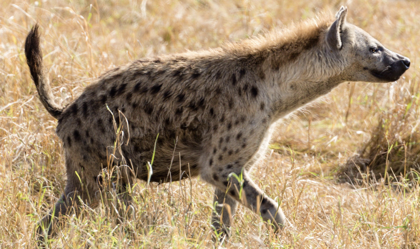 Spotted Hyena in the wild Spotted Hyena in the wild