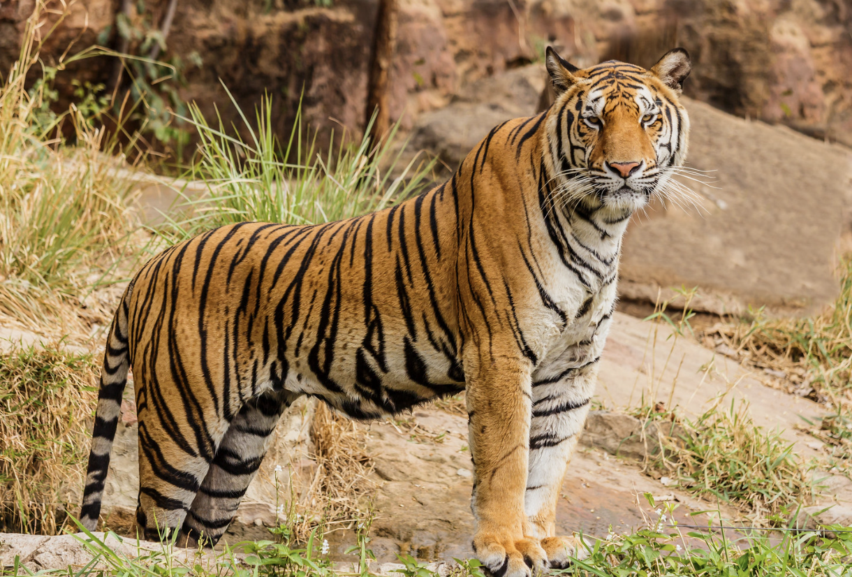 Bengal Tiger in the natural surrounding Bengal Tiger in the natural surrounding