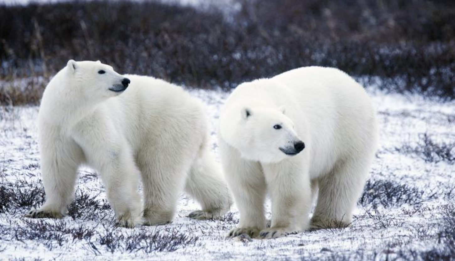 two polar bears in the snow two polar bears in the snow