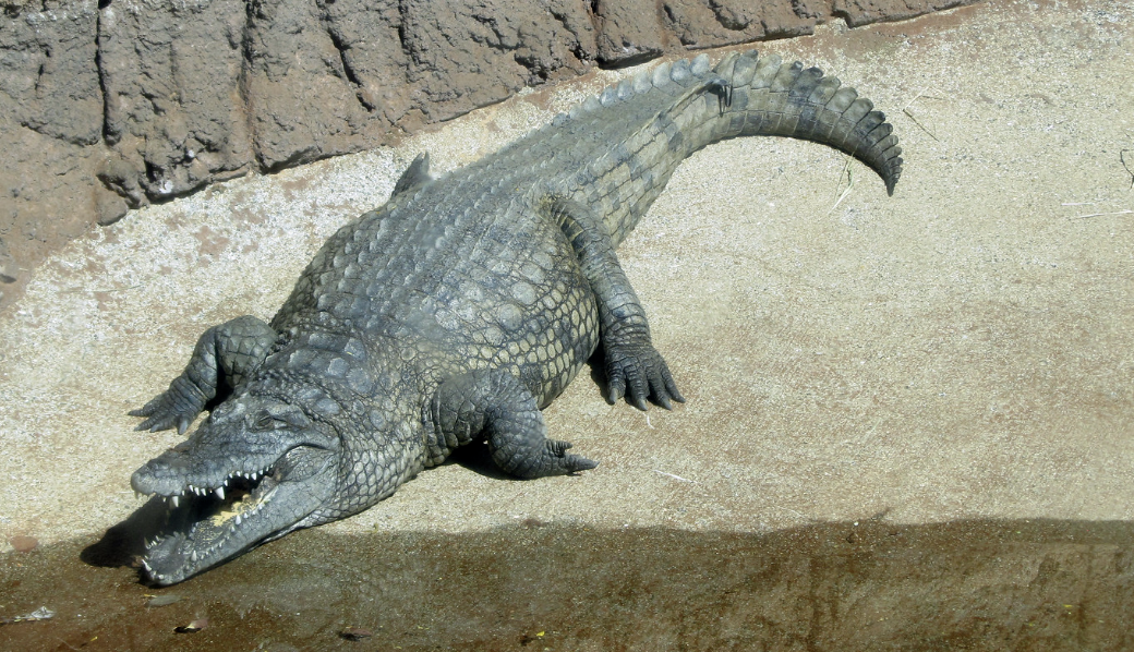 An Image of a Nile Crocodile from above An Image of a Nile Crocodile from above