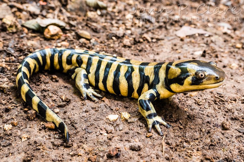 a tiger salamander a tiger salamander