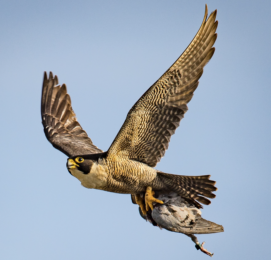 A peregrine falcon taking flight A peregrine falcon taking flight