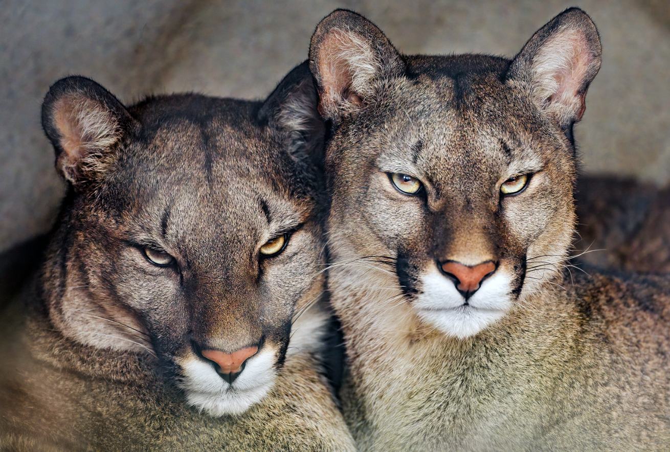 Two Pumas cougars looking at you Two Pumas cougars looking at you