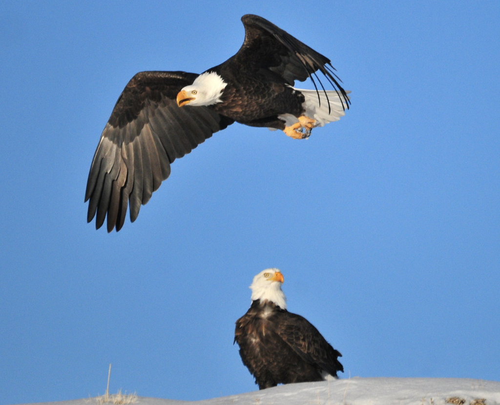 A bald white eagle taking flight and one sitting on the ledge A bald white eagle taking flight and one sitting on the ledge