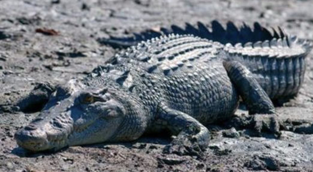 A saltwater crocodile out on land A saltwater crocodile out on land