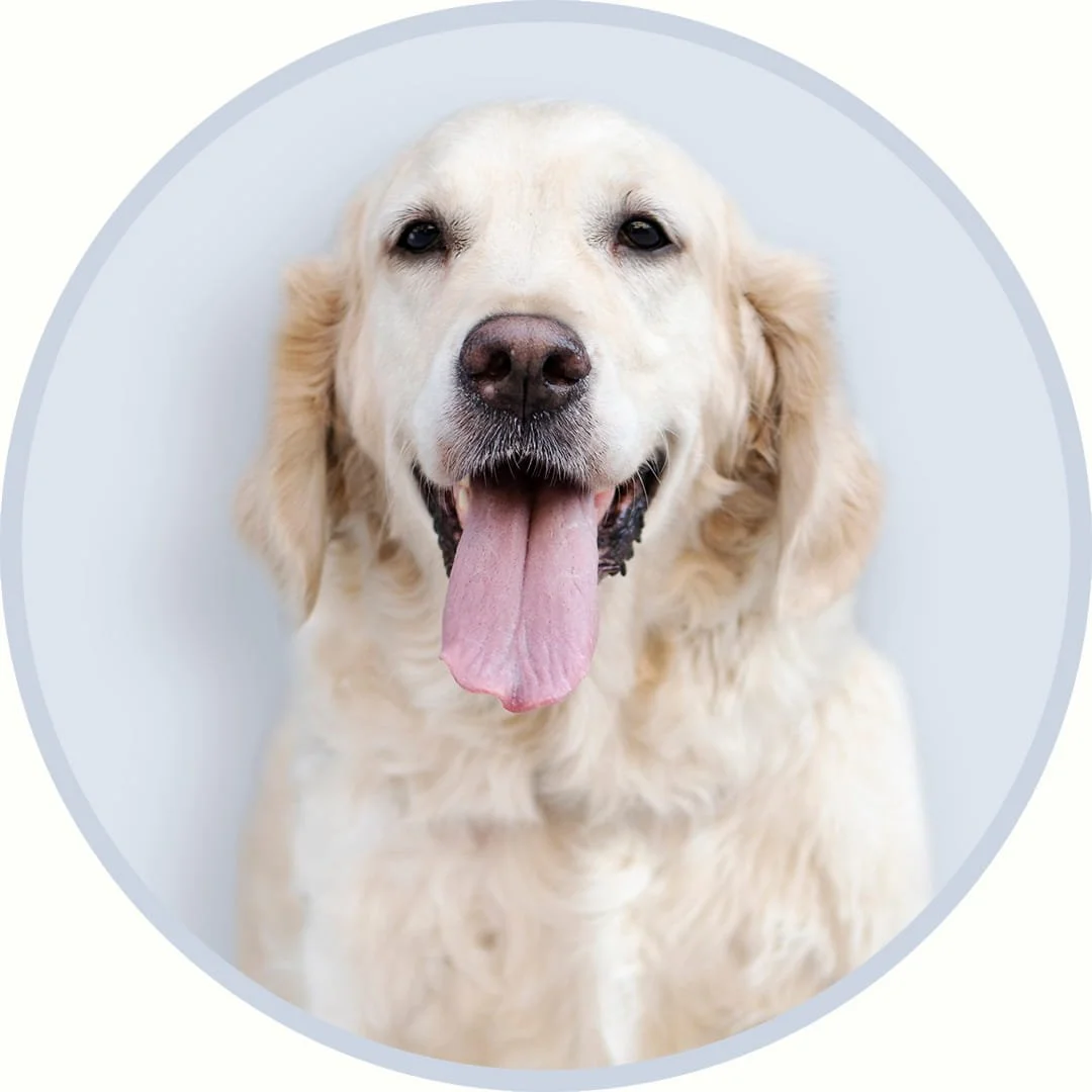 Olive Spice - The DBT Clinic
