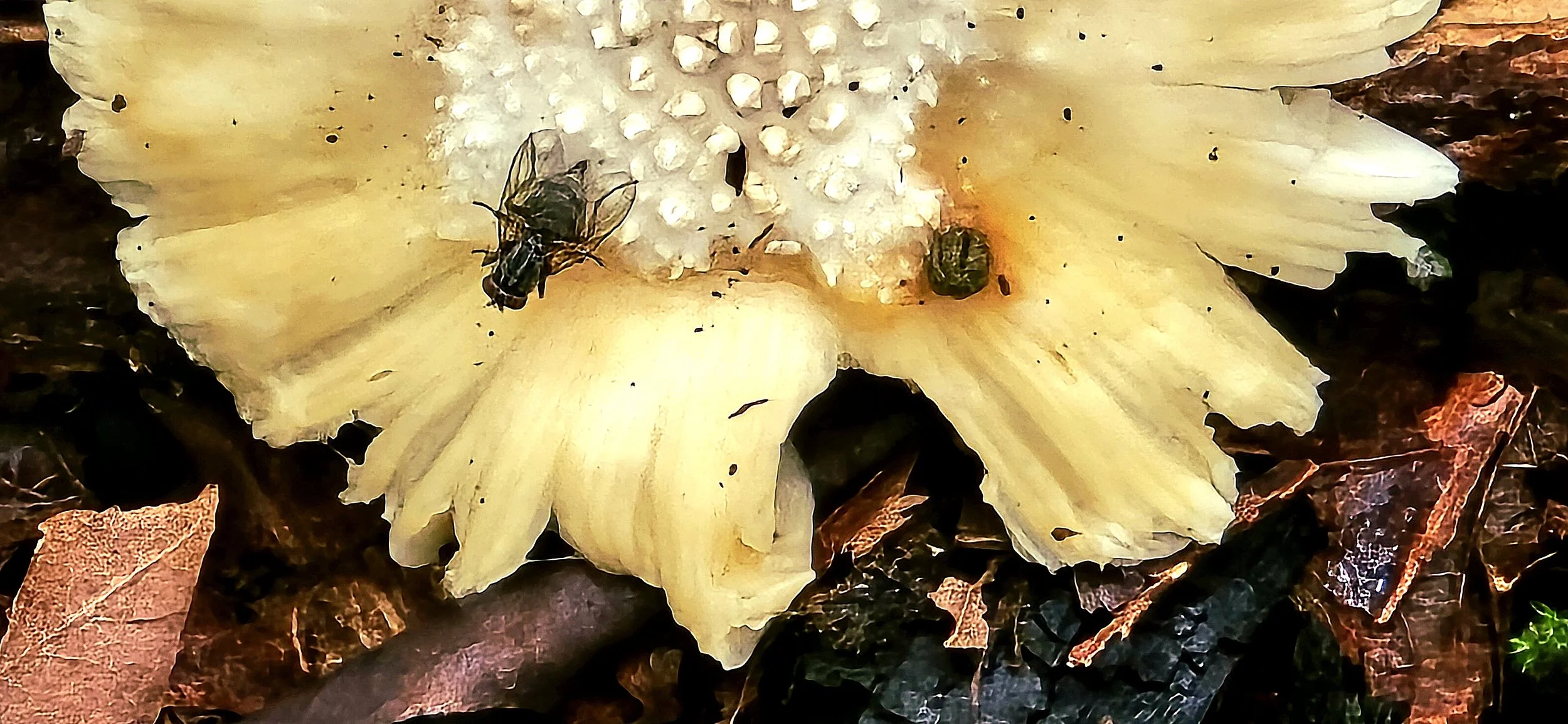 Nature Seen
