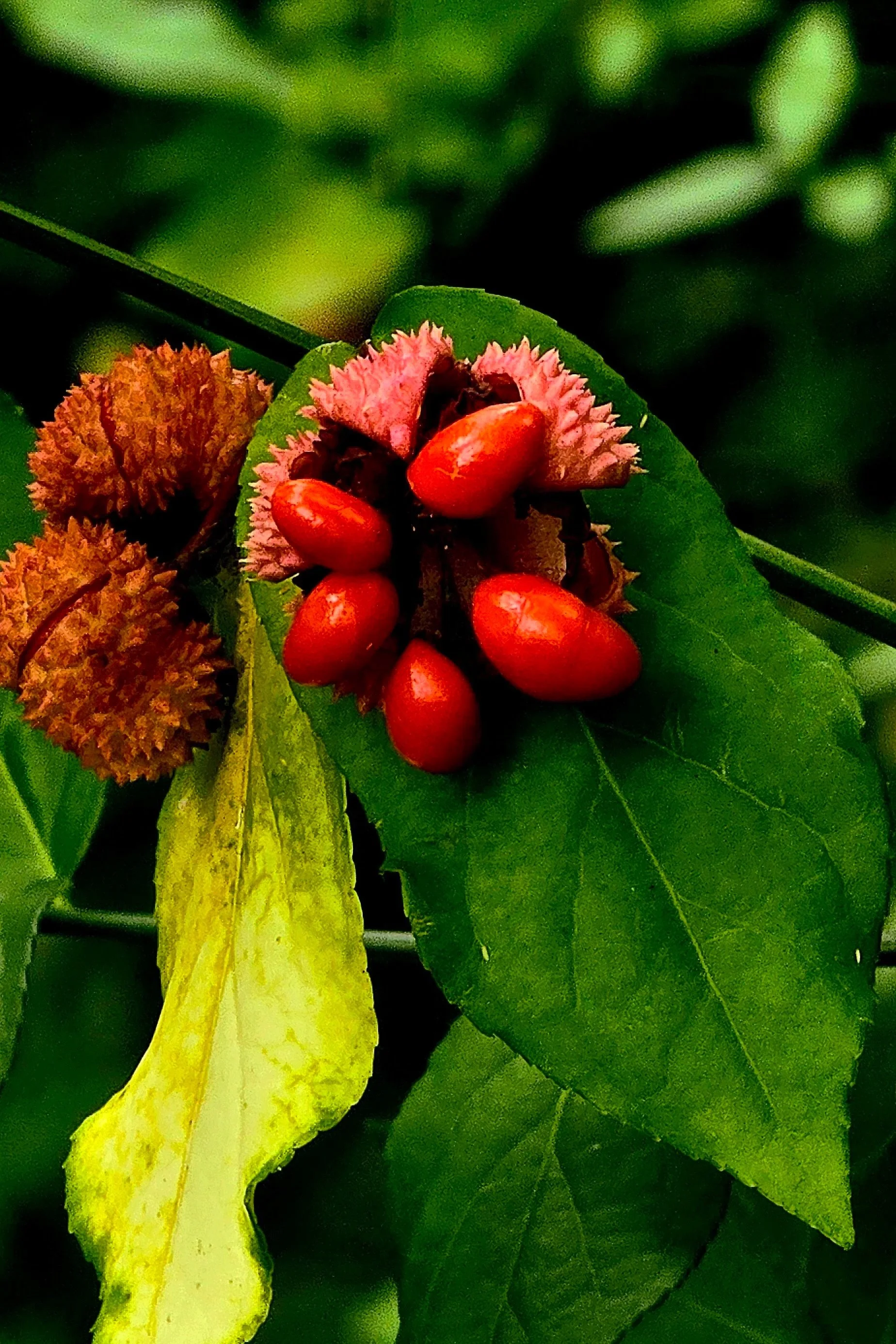Appalachian Treasures