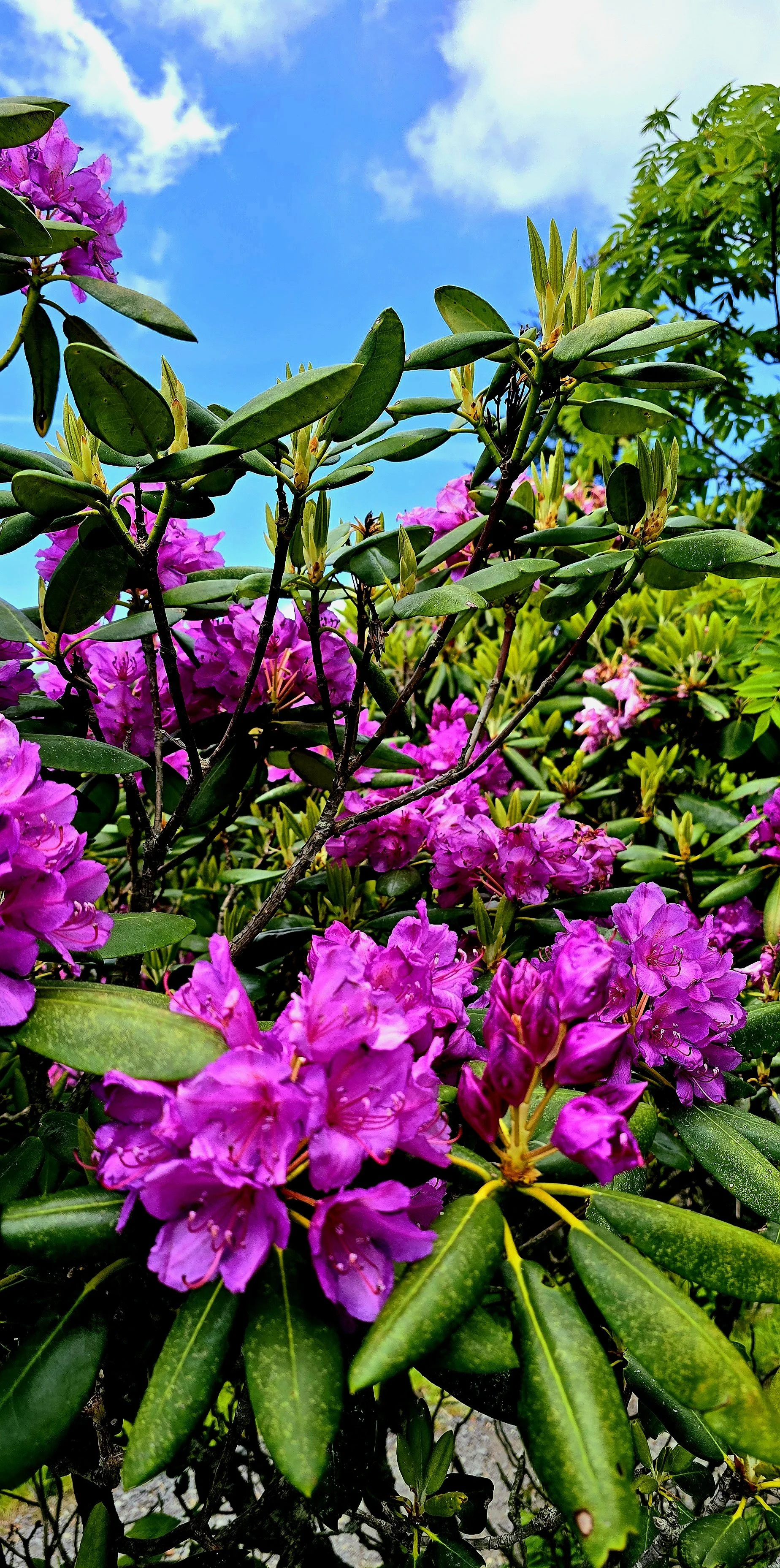 Nature Seen