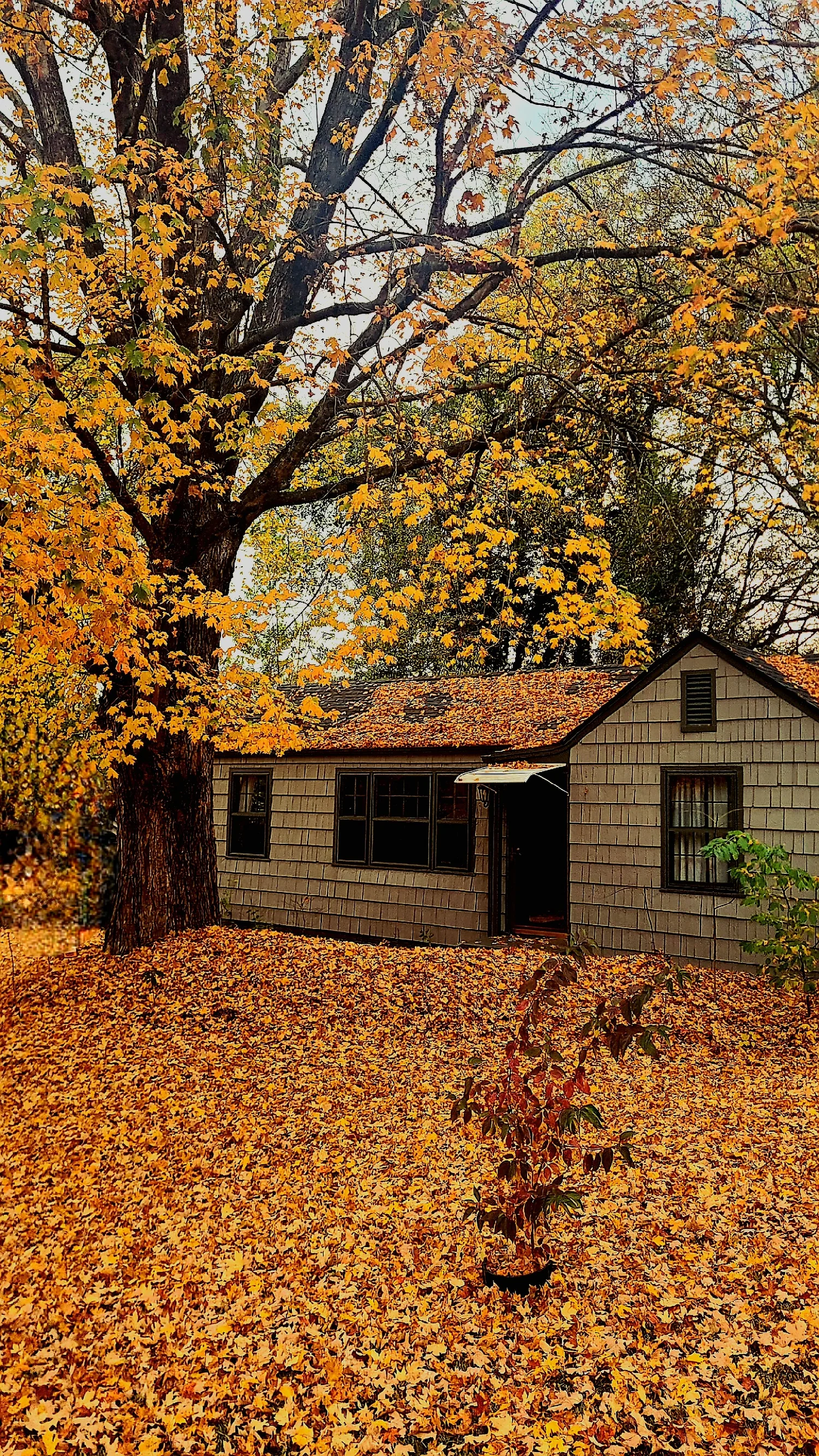 My Hometown — Steve Madden Gallery