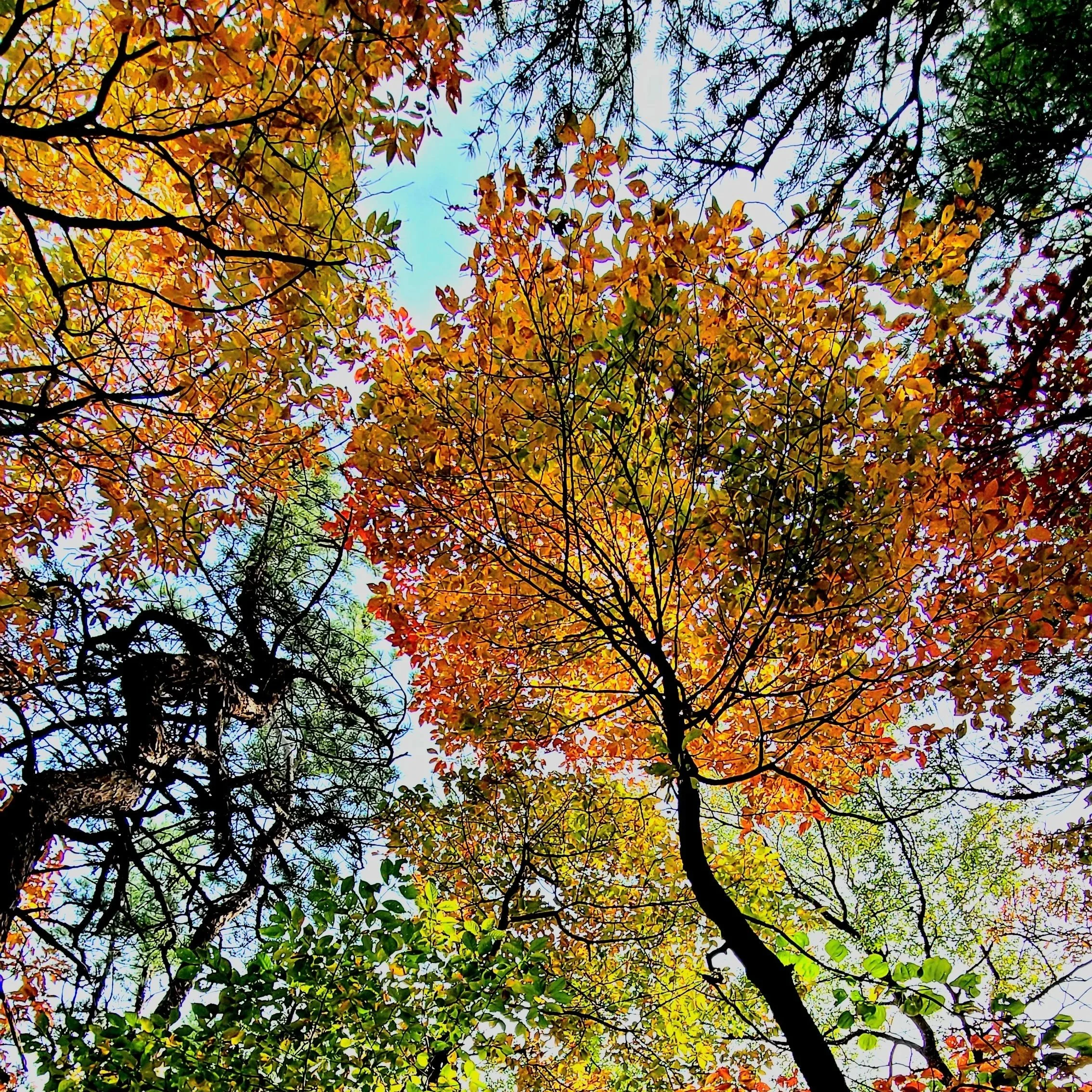 Fall Colors
