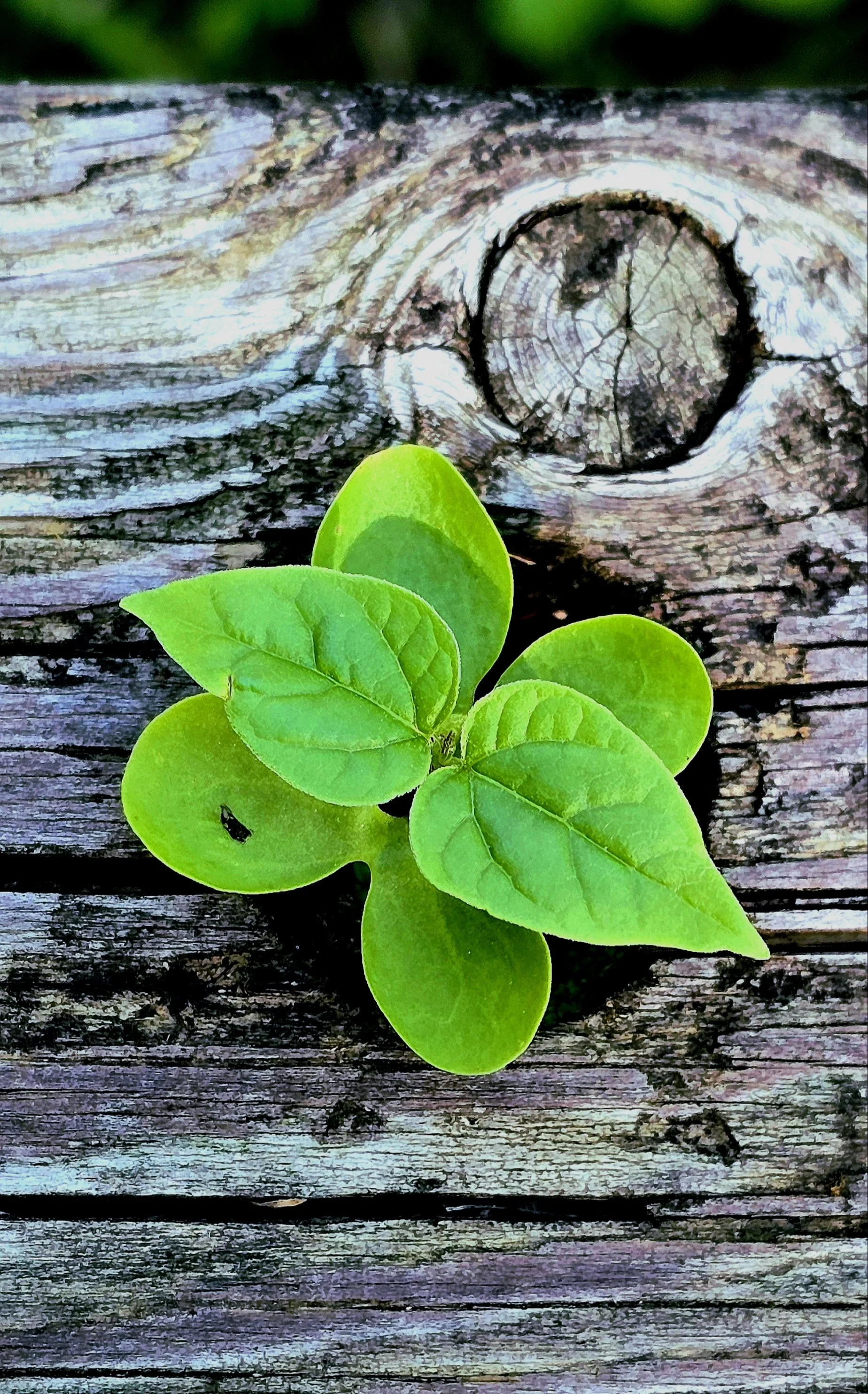 Nature Seen