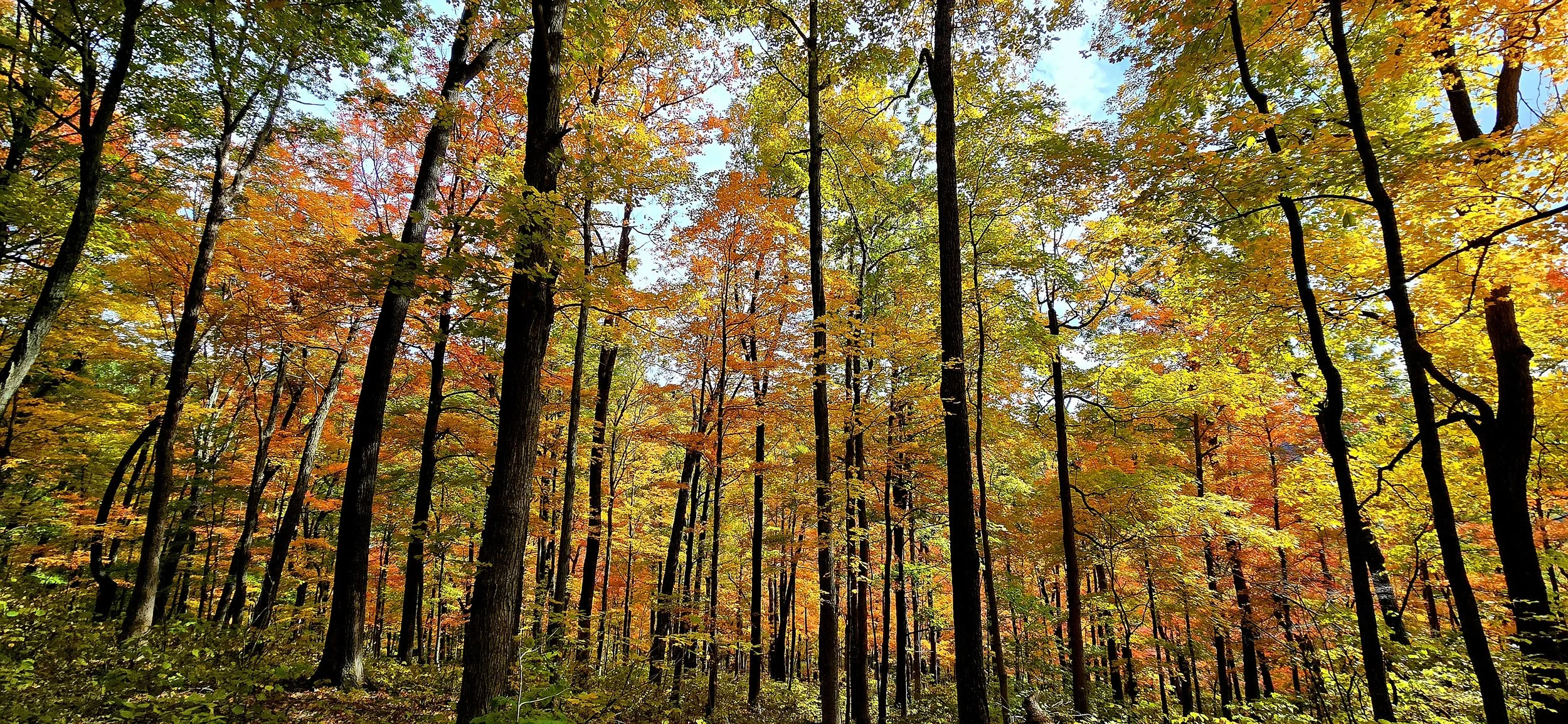 Fall Colors