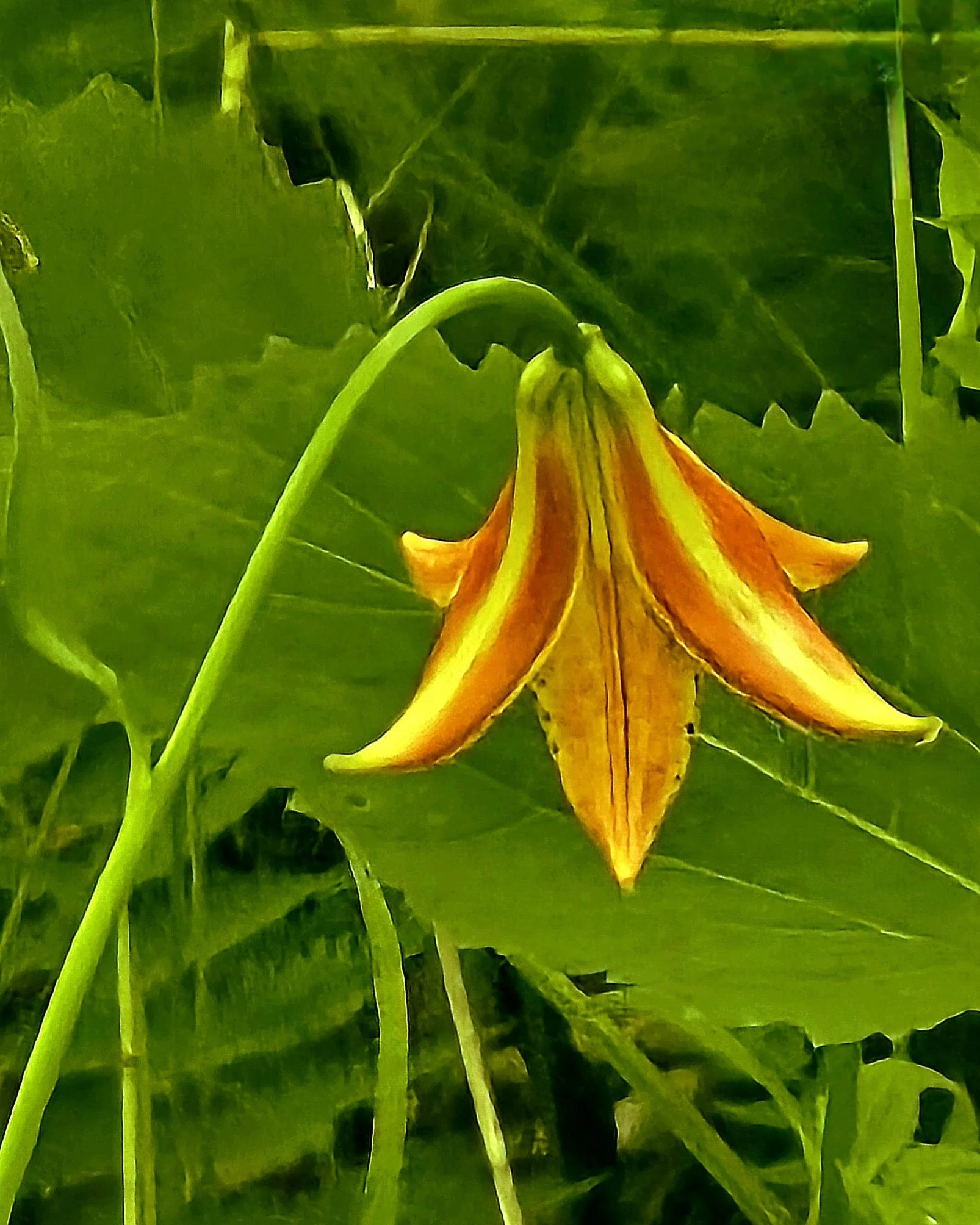 Appalachian Treasures