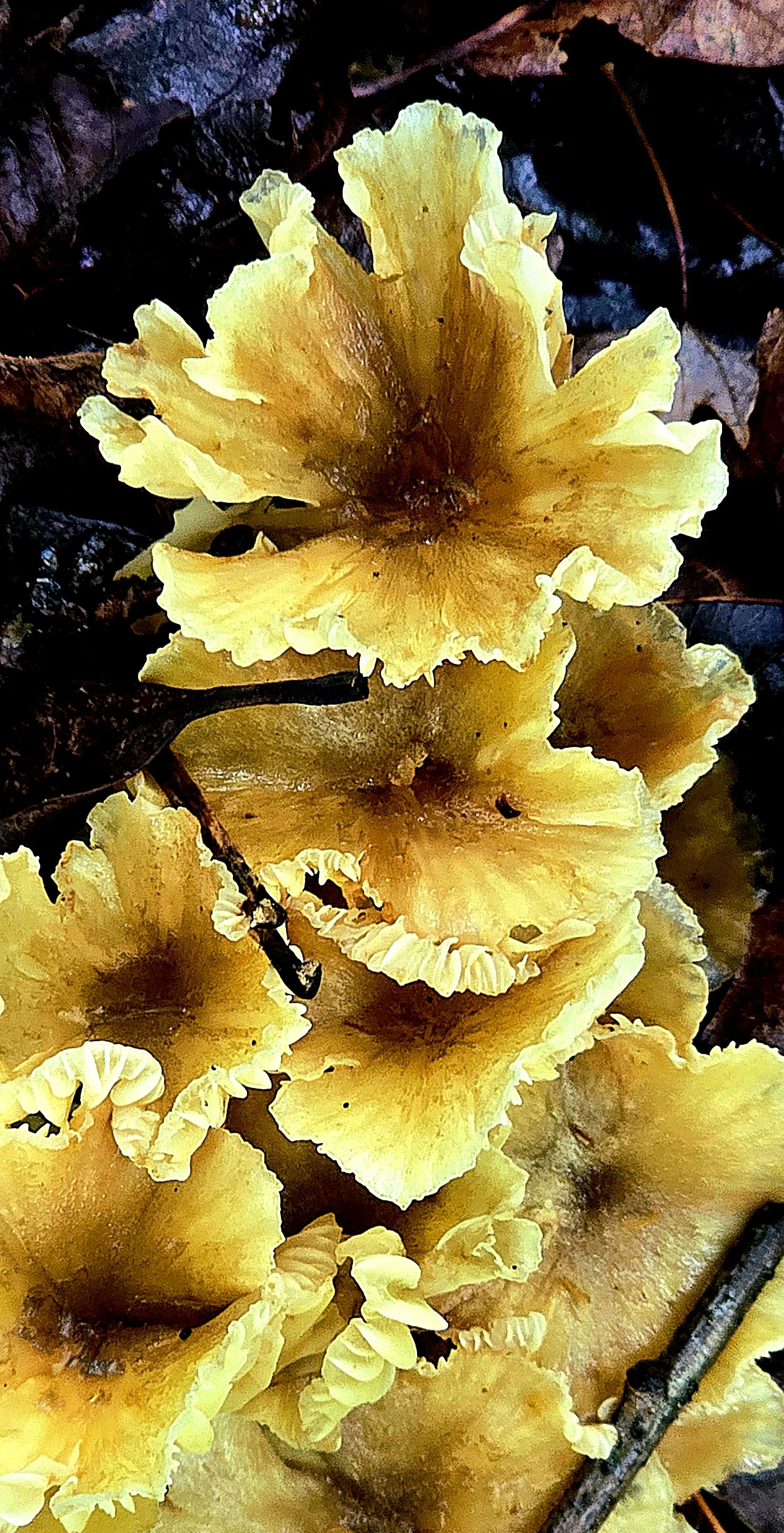 Nature Seen