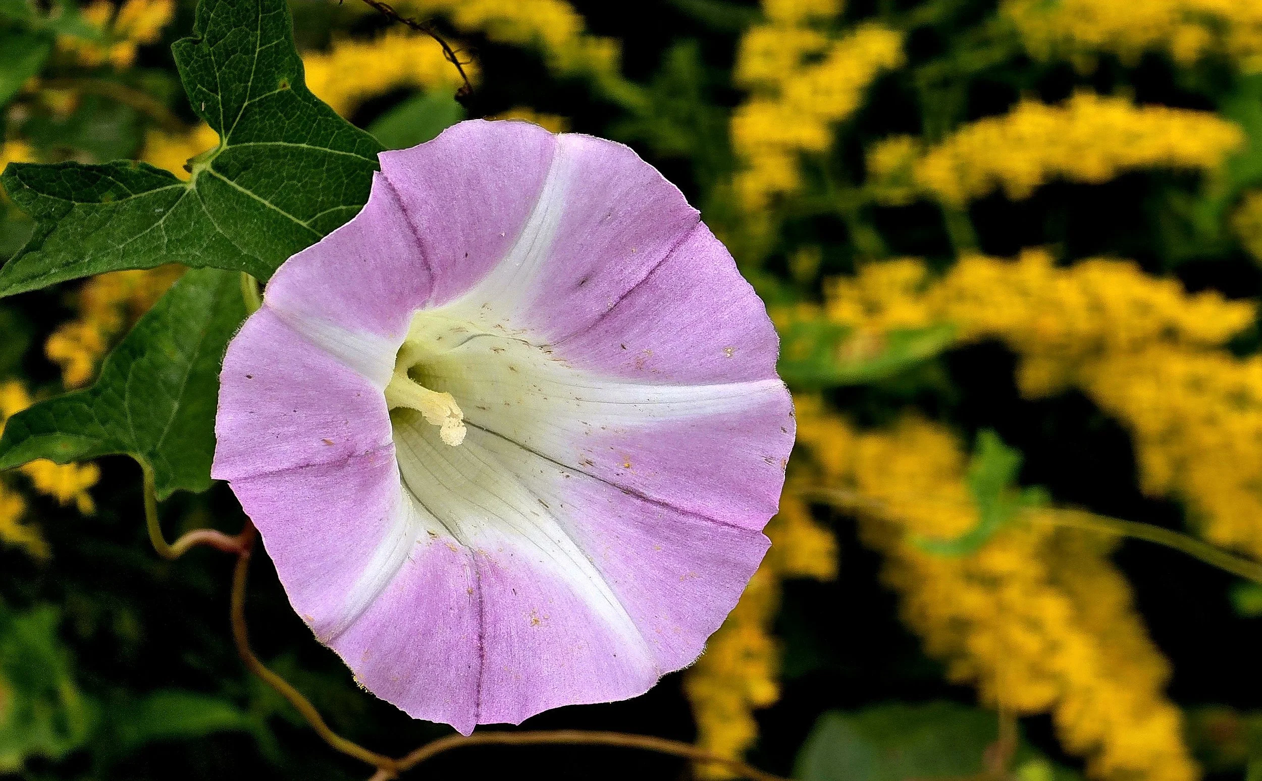 Nature Seen